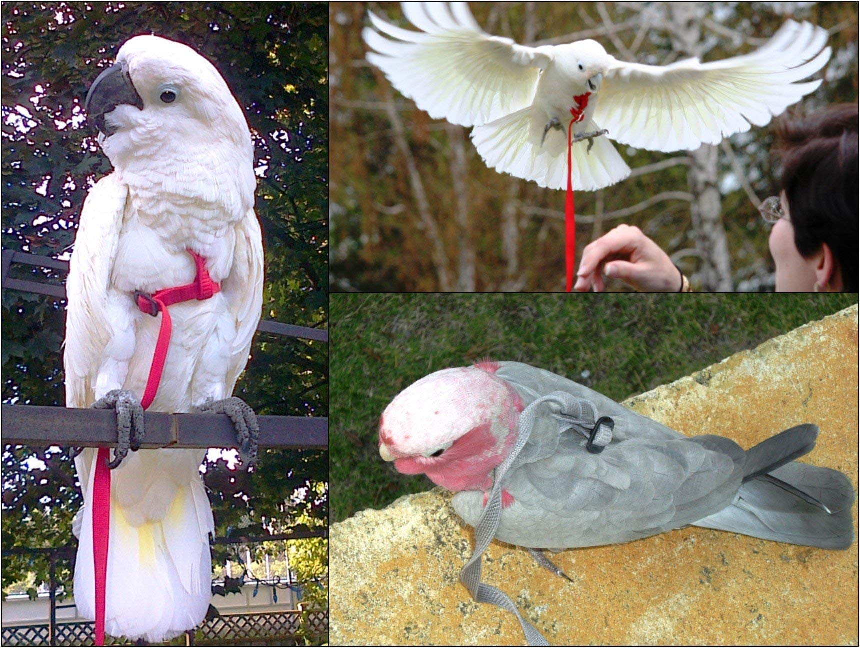 The Aviator Pet Bird Harness And Leash: Medium Silver