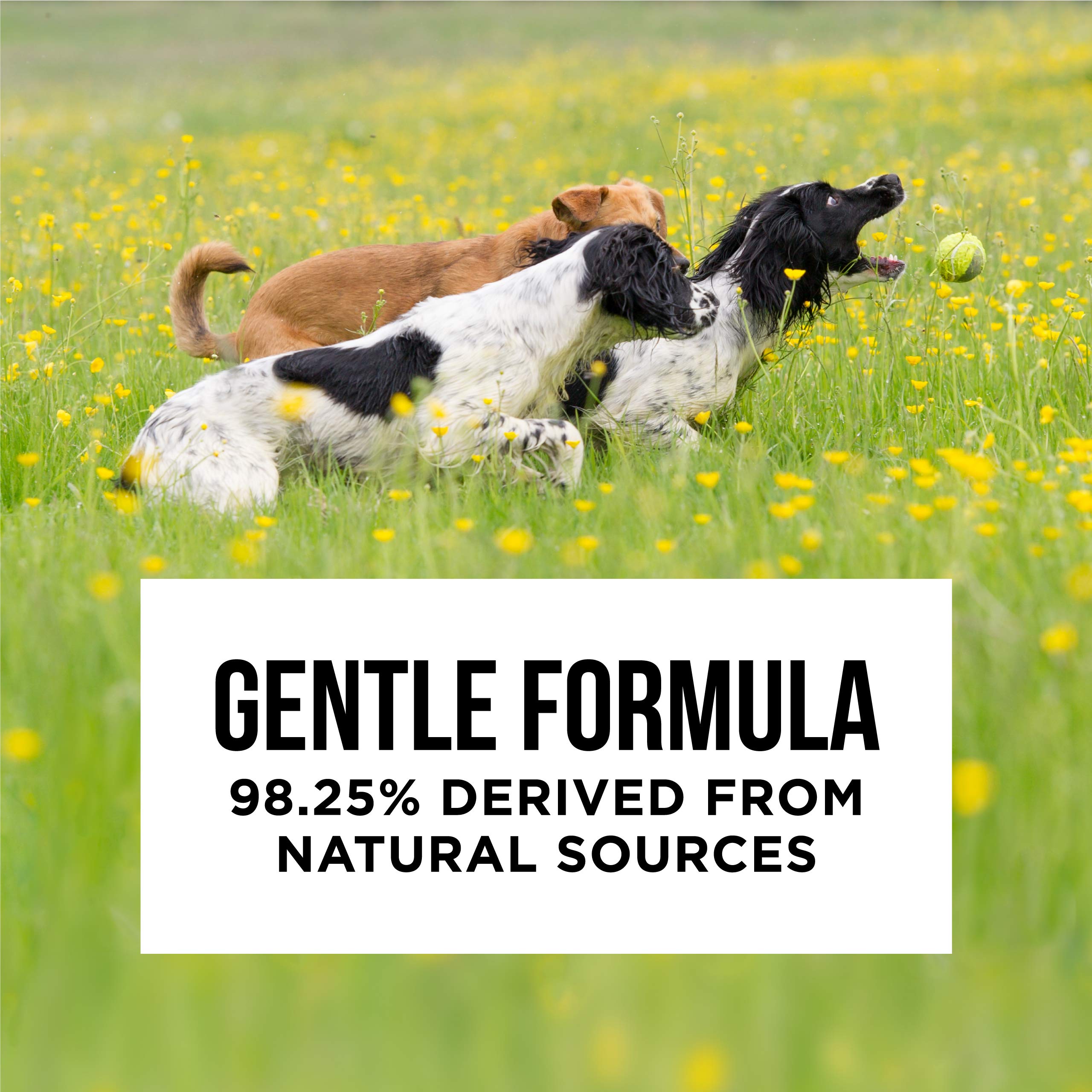 Natural Rapport Pet And Dog Shampoo - The Only Dog Shampoo Dogs Need - Complete Wash For Pets, All Breeds (16 Fl Oz.)