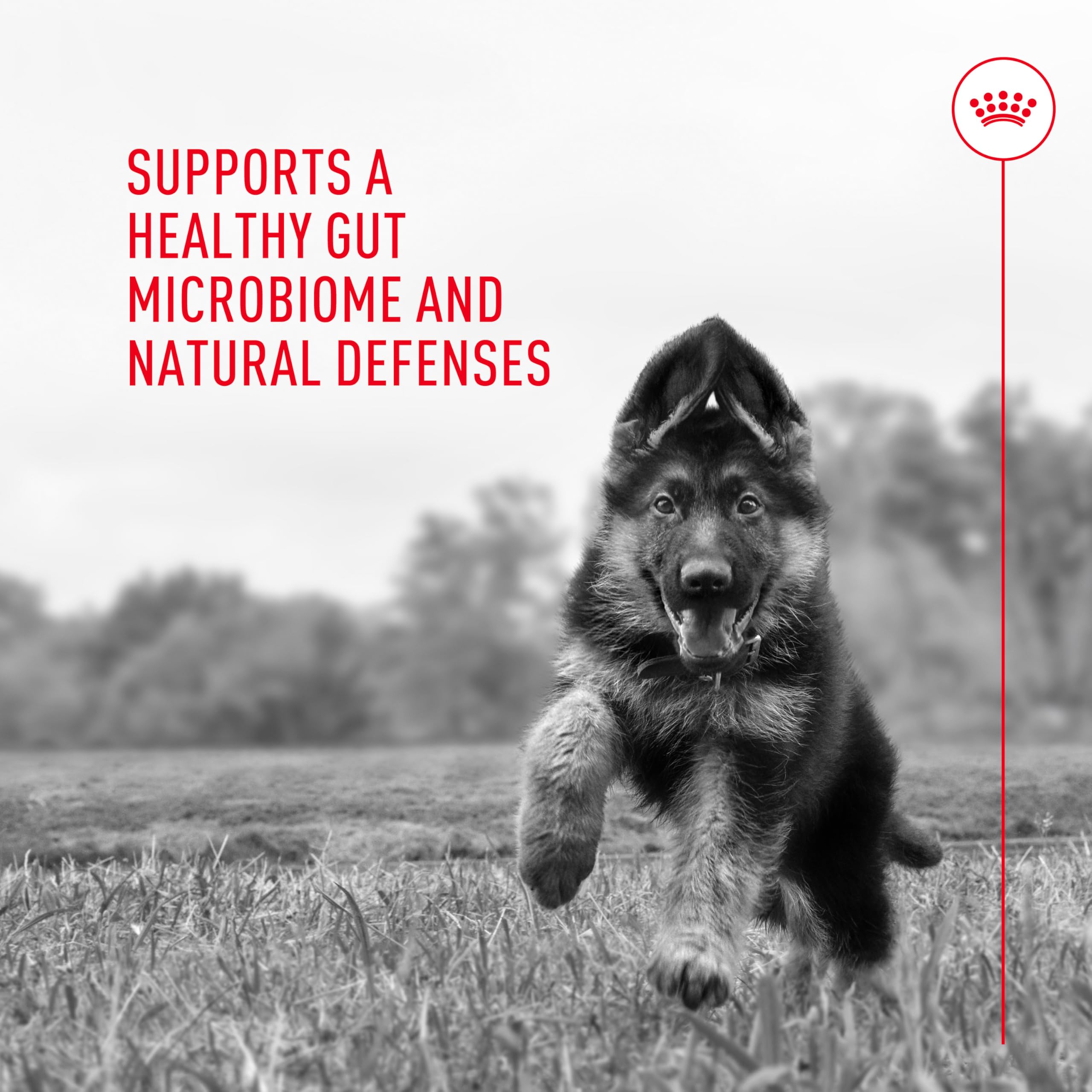 Royal Canin Probiotics for Dogs Digestive and Immune Health Powder Supplement for Dogs of All Ages, 30 Count