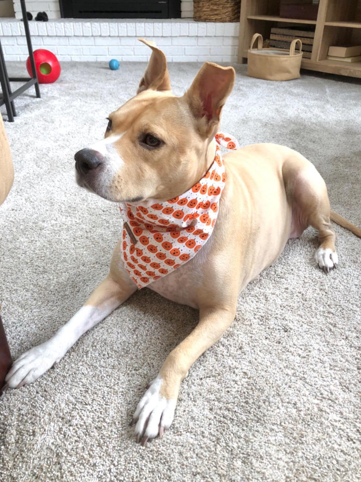 Lionet Paws Halloween Dog Bandana Washable Cotton Handkerchief Scarf Triangle Orange Pumpkin Bandana For Small Medium Large Dogs Girl Boy Gift