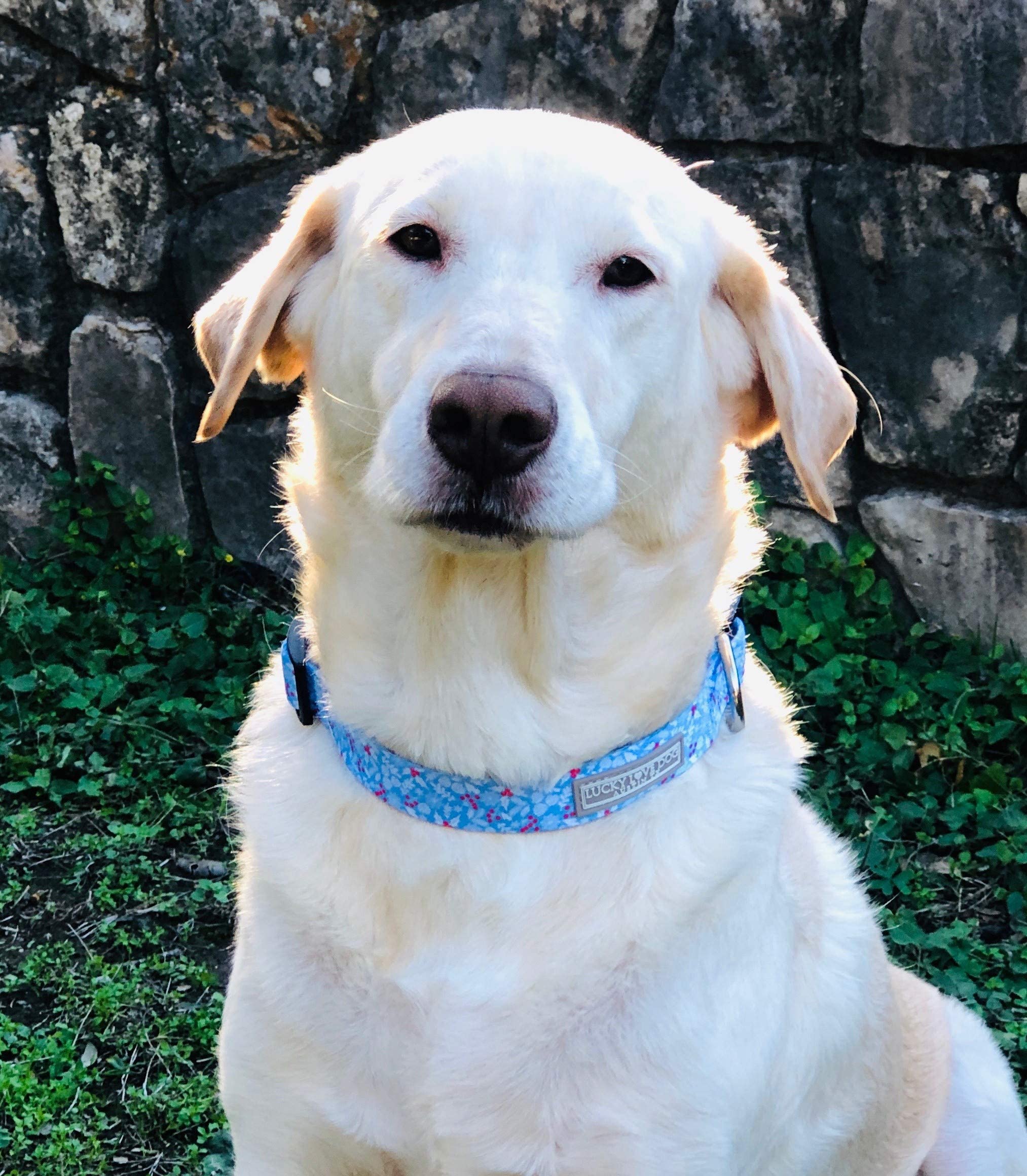 Lucky Love Dog Dog Collar, Leash Set Small, Medium, Large, Premium, Cute And Adjustable Collars For Male And Female Dogs, Winter