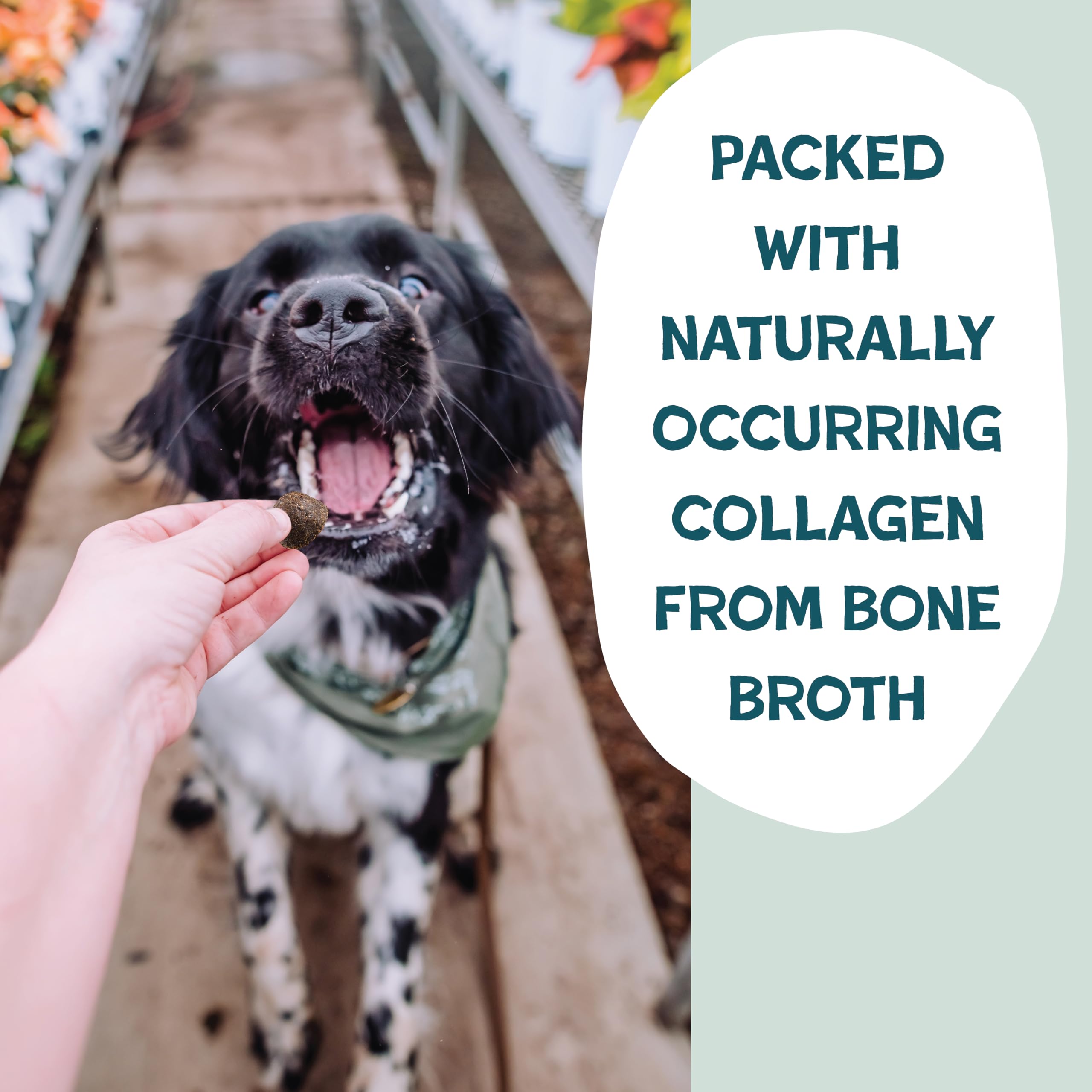 Shameless Pets Dog Training Treats, Bacon Bone Broth Bits - Natural & Healthy Puppy Dog Treats - Soft Training Treats for Dogs w