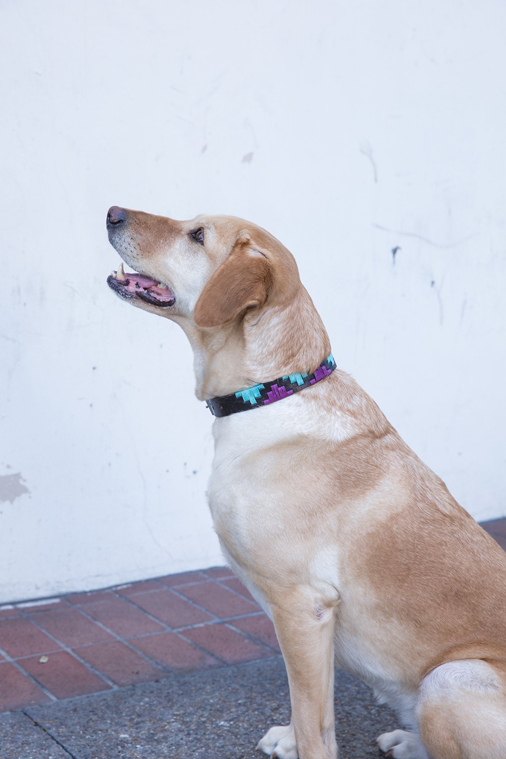 Gaucho Goods Soft Leather Dog Collar - Miami (L)