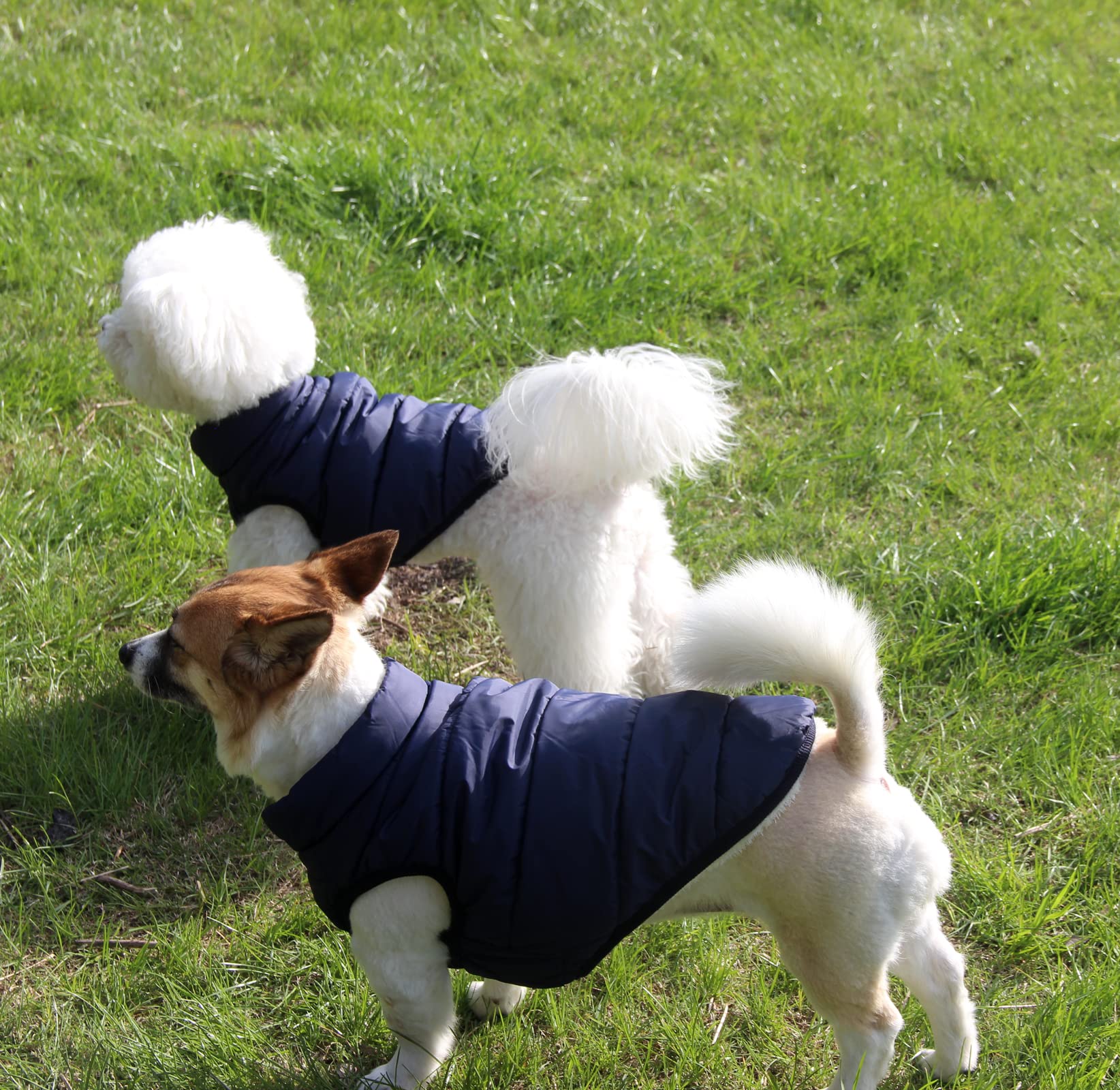 JoyDaog Warm Dog Jacket, Fleece Lined, Windproof, Small Size, Blue, Perfect for Winter Cold Weather