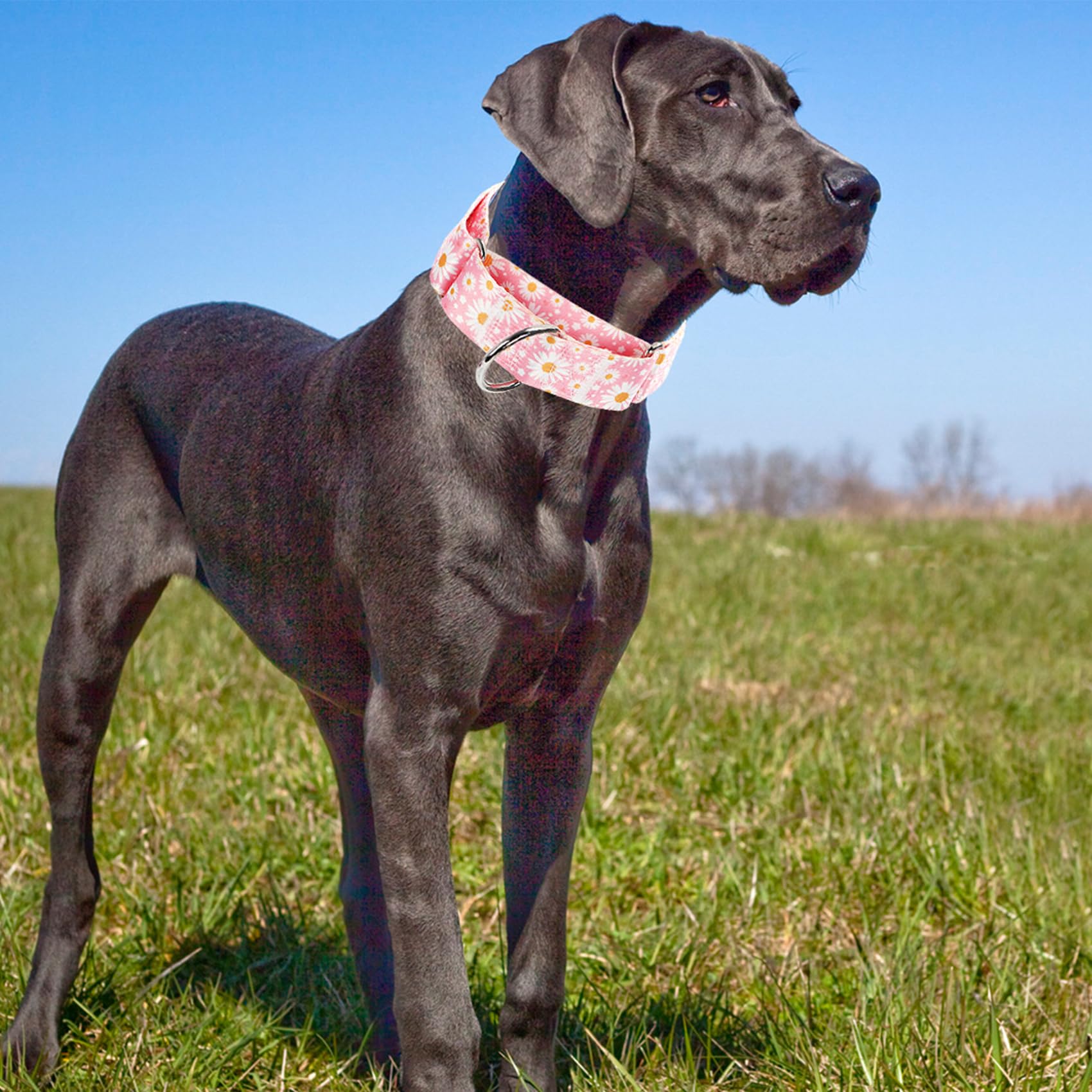Wide Martingale Collar For Dogs -1.5 Inch Dog Training Collar - Big, & Thick Dog Collar - Escape-Proof, Durable And Comfortable