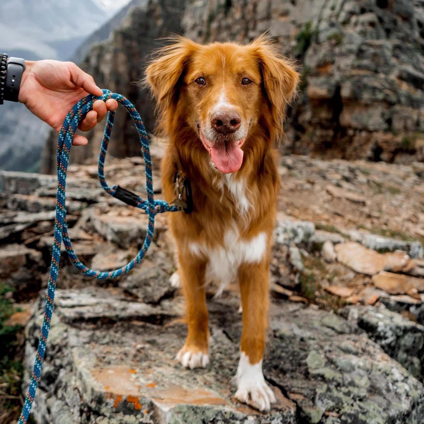 Wilderdog Small Carabiner Climbing Rope Dog Leash For Small & Medium Dogs - 5Ft - Pacific Blue - 1Ct