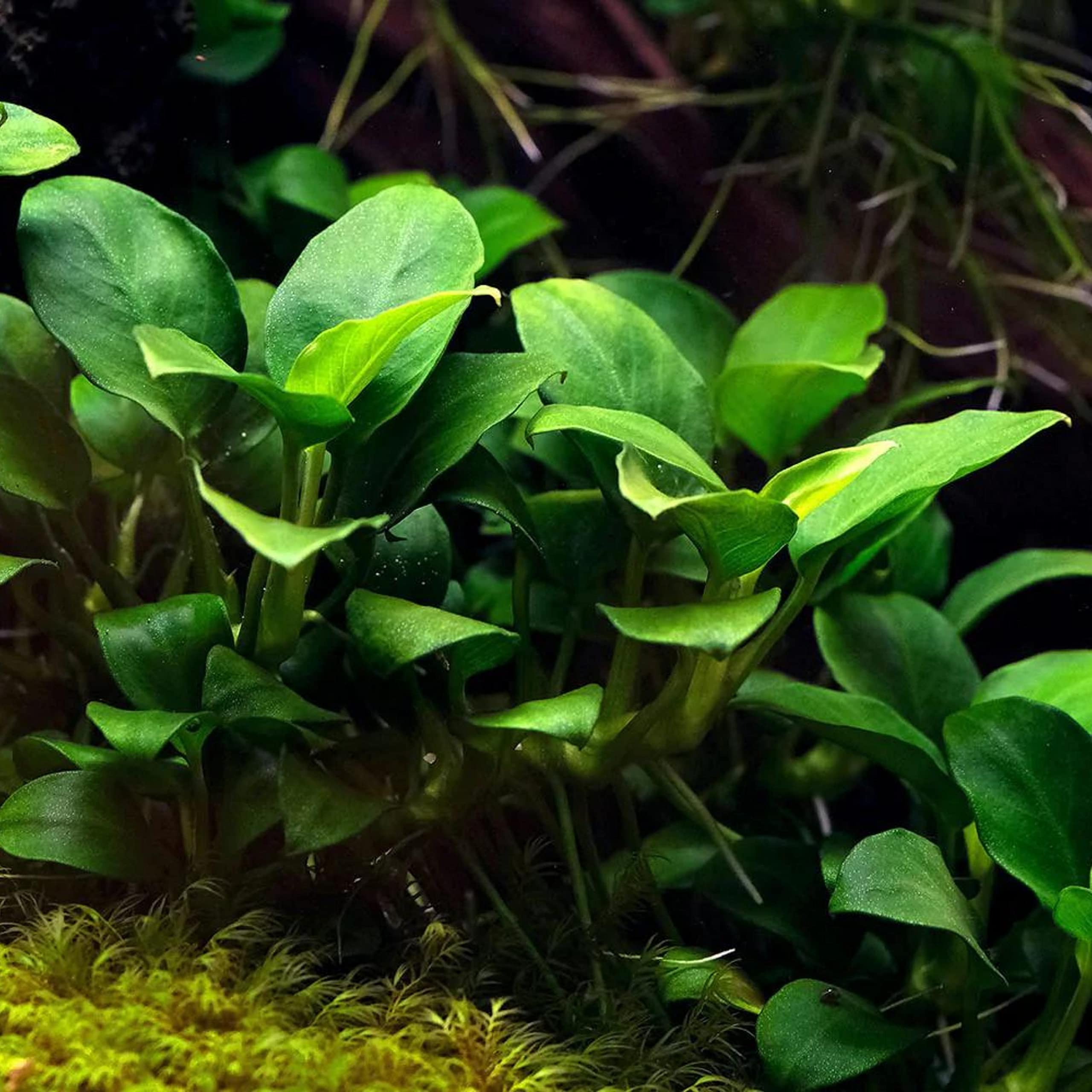 Potted Anubias Plants | Live Freshwater Aquatic Plants For Aquariums And Terrariums - Low Light, Low Maintenance Plants. (Potted Anubias Var Nana)