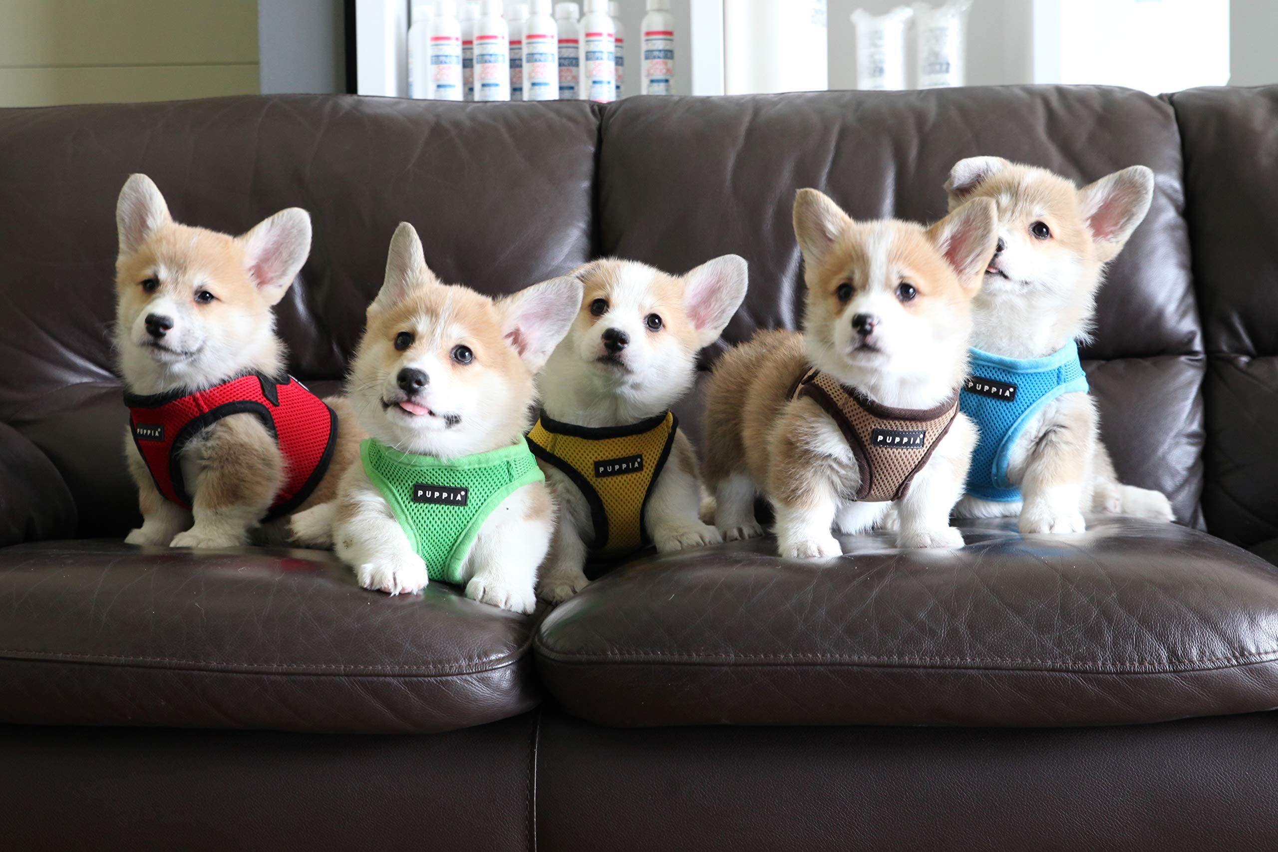 Puppia International Soft Vest Harness, Medium, Grey