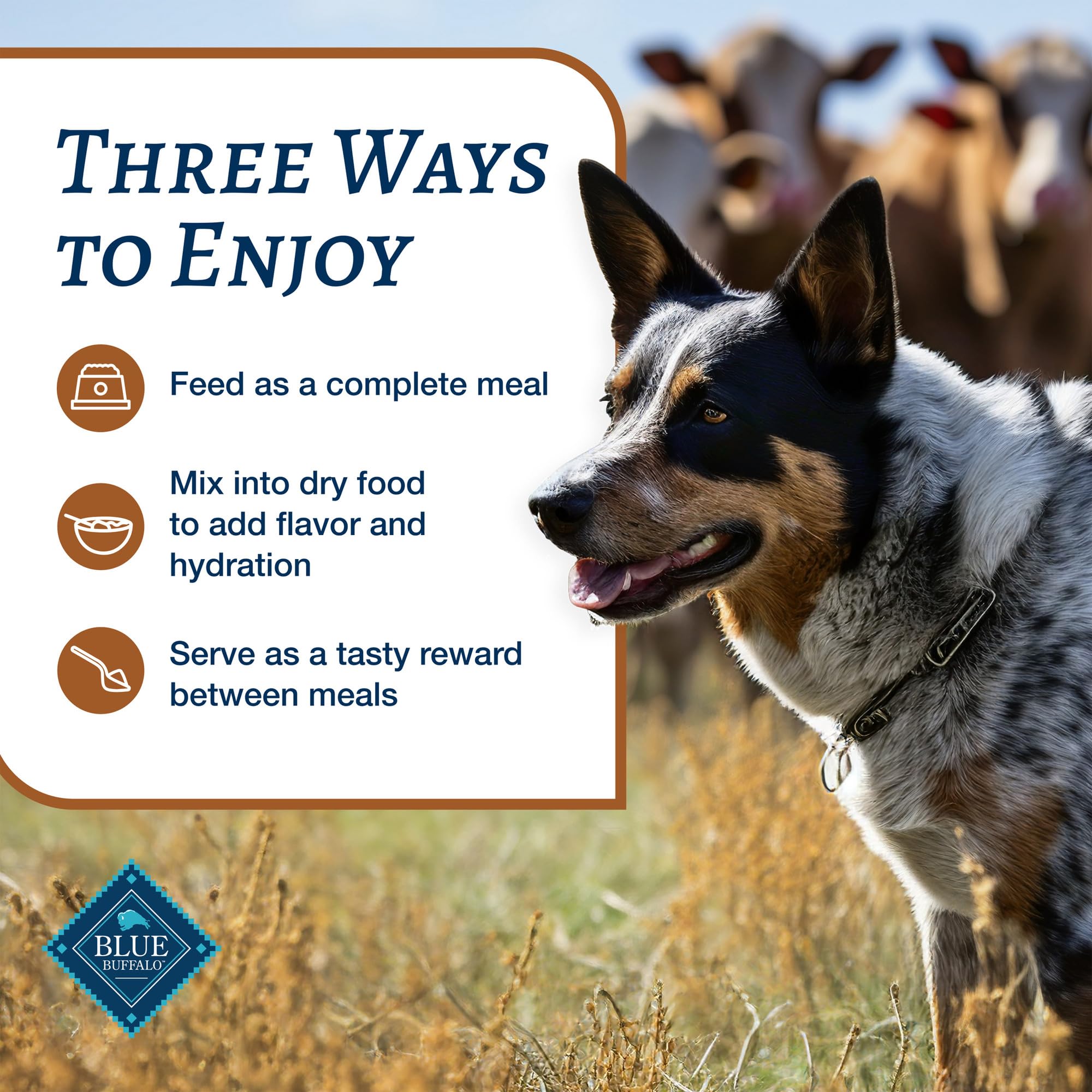 Blue Buffalo Family Favorites Adult Wet Dog Food, Made with Natural Ingredients, Turkey Day Feast, 12.5-oz Can (Pack of 12)