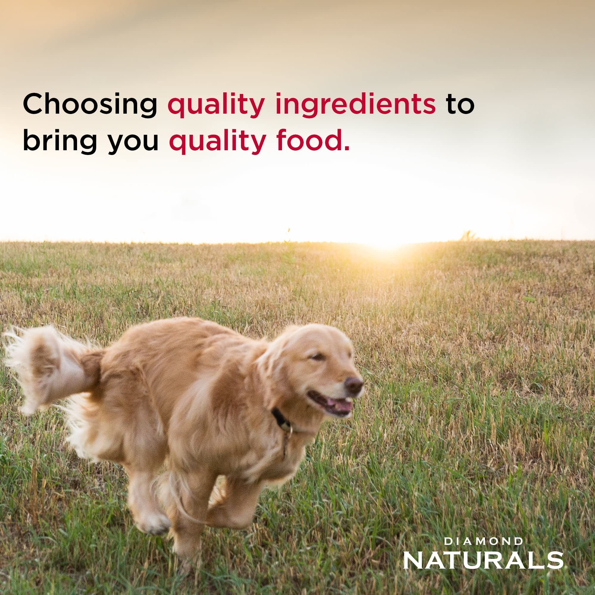 Diamond Naturals Large Breed Adult Dry Dog Food Lamb Meal and Rice Formula with Protein from Real Lamb, Probiotics and Essential