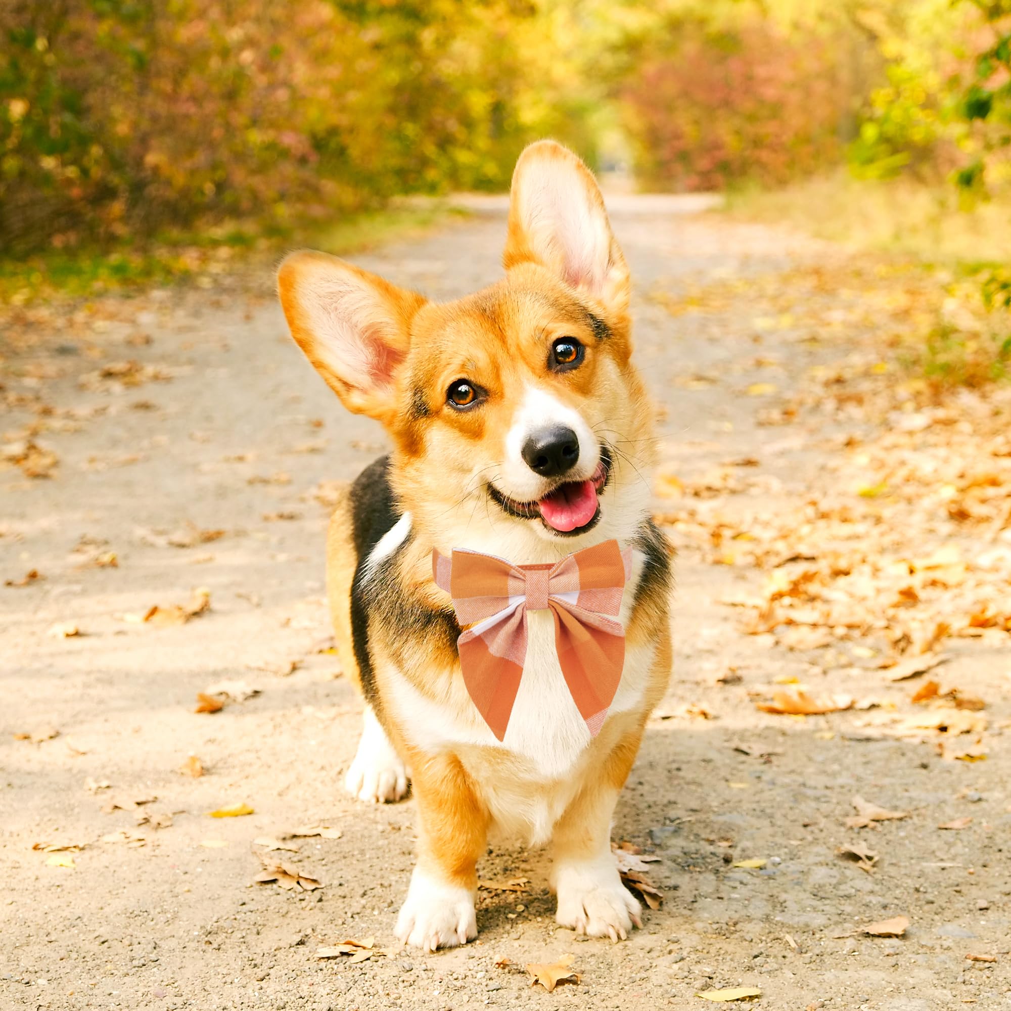 Adoggygo Fall Dog Collar With Bow, Halloween Thanksgiving Dog Bowtie Collar, Adjustable Orange Dog Fall Collars For Small Medium Large Dogs Pets (Medium, Fall)