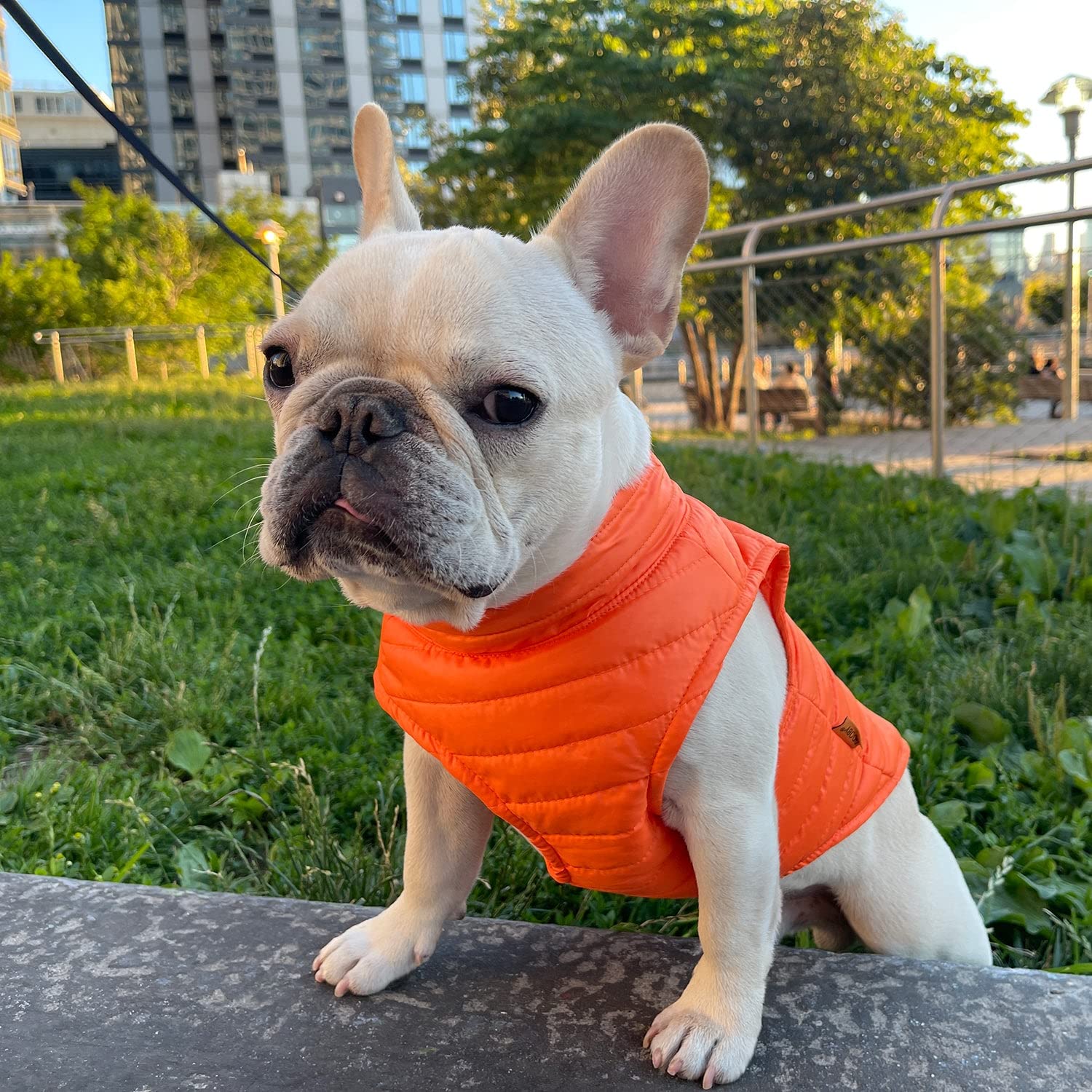 Gooby Puffer Vest Dog Jacket - Orange, X-Small - Ultra Thin Zip Up Wind Breaker With Dual D Ring Leash - Water Resistant Small Dog Sweater Coat - Dog Clothes For Small Dogs Boy Or Medium Dogs