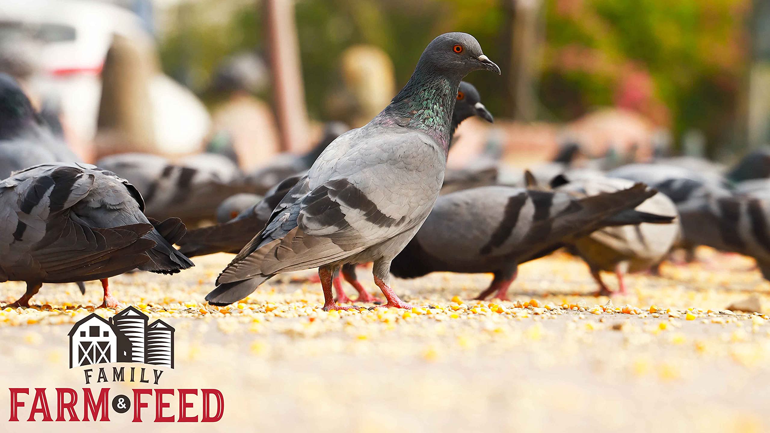 FAMILY FARM AND FEED | Four Seasons | Cracked Corn | Wild Bird Food | Backyard Songbird | 4 Pounds