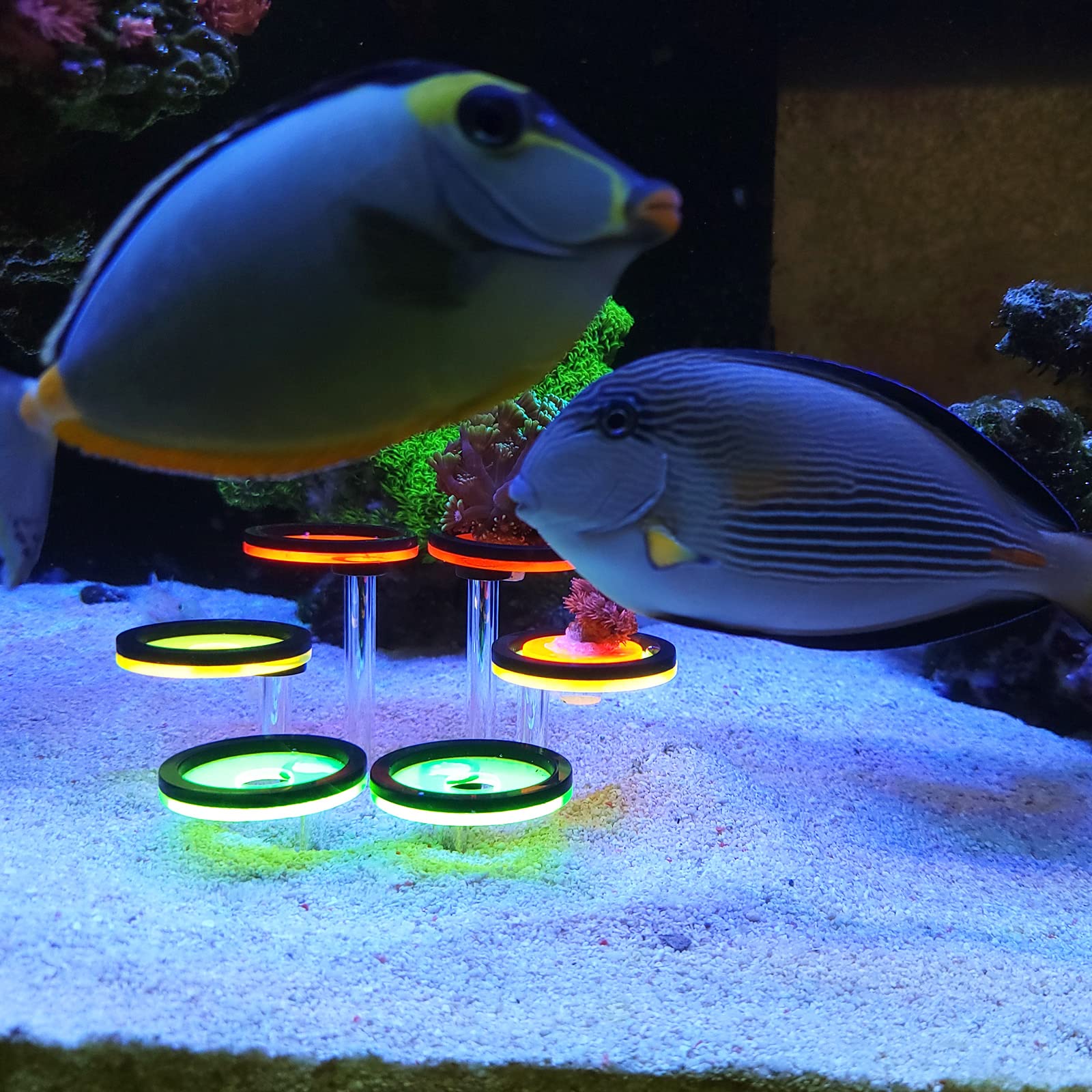 AREPK Coral Frag Rack Fluorescent Coral Frag Plug Sand Holder Marine Reef Aquarium Spare Parts Cultivating Live Cora (6 Plug)