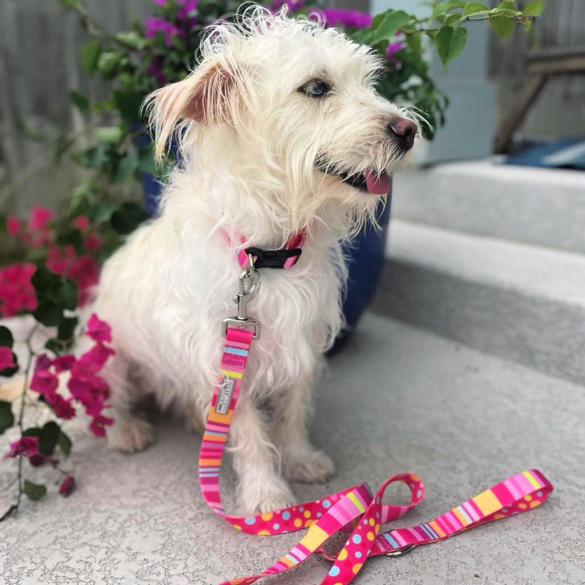 Lucky Love Dog Collar And Leash Set - Colorful Stripes, Yellow, Pink, Blue - Cute Female Dog Combo Set - Large, Molly Combo