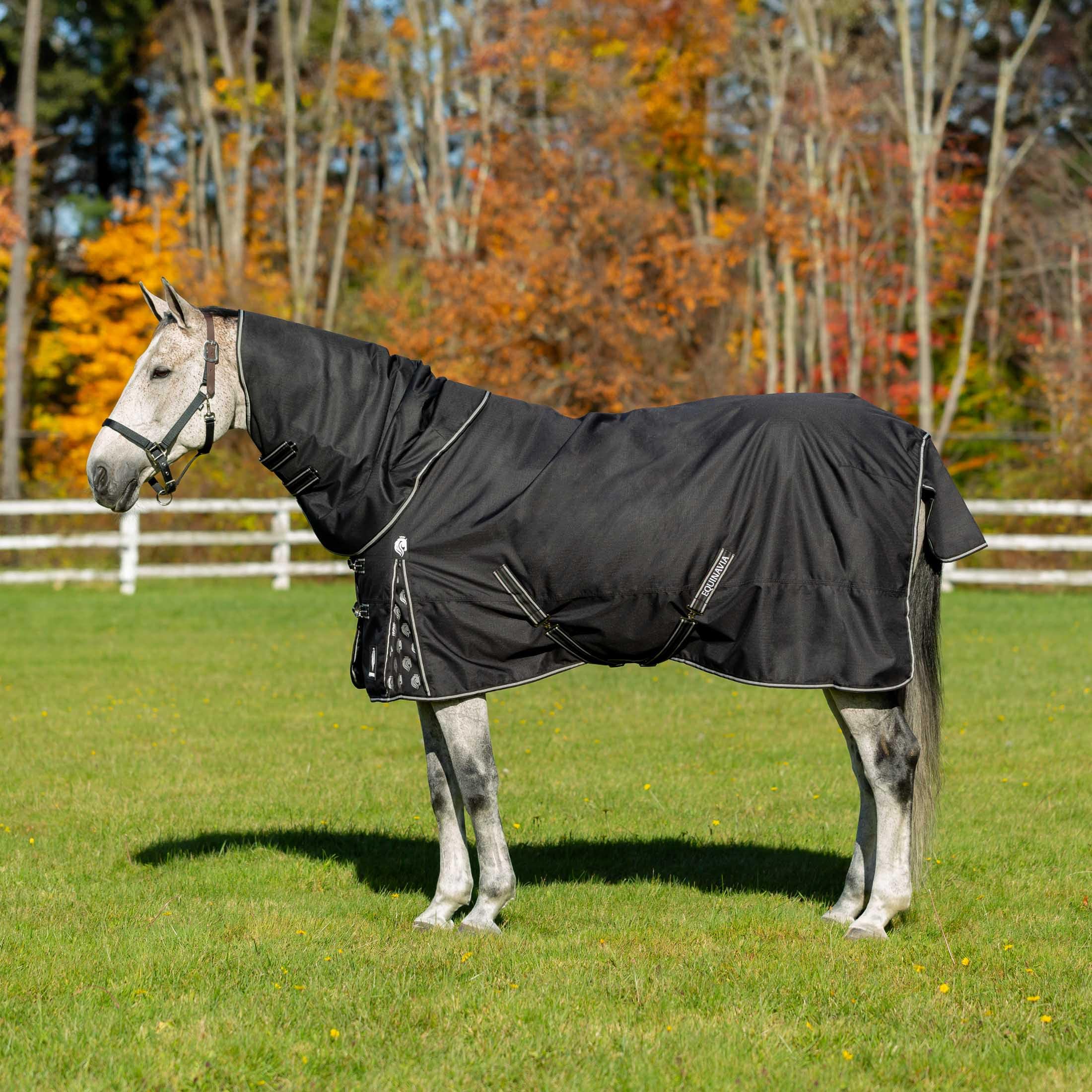 Equinavia Norse 200G Medium Weight Horse Blanket | Waterproof Winter Turnout - Black - 66 In - Black - 72 In