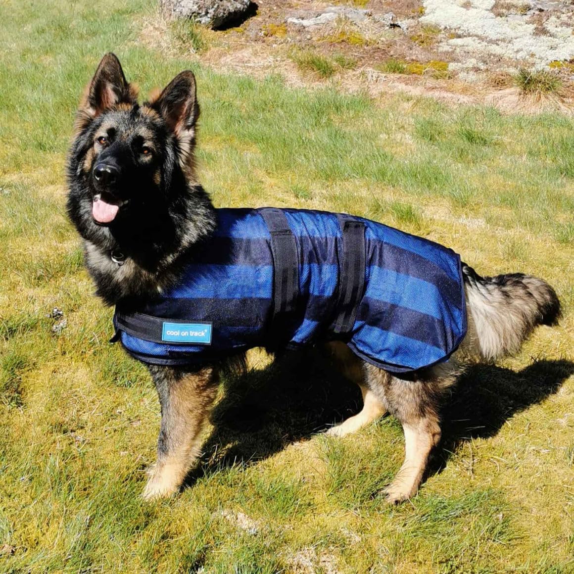 Back On Track Cool On Track Cooling Dog Coat (S2, 40Cm / 14-16.5'')