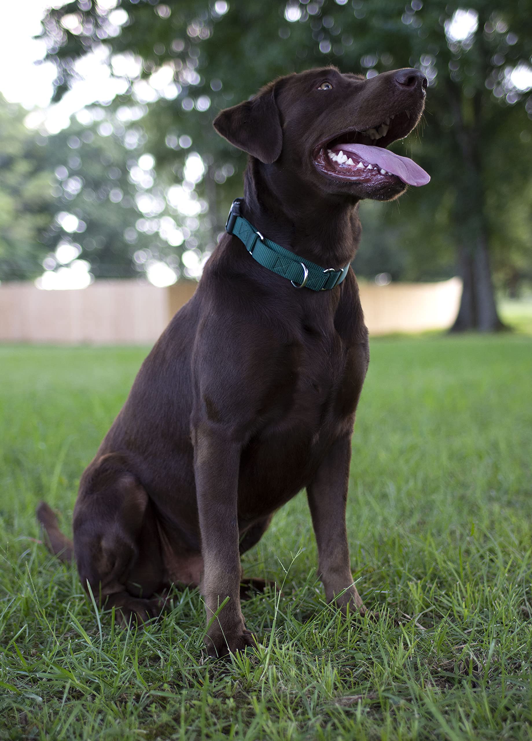 Country Brook Petz - Made In The Usa - Durable Nylon Martingale With Deluxe Buckle - 30+ Vibrant Color Options (Teal, 1 Inch, Large)