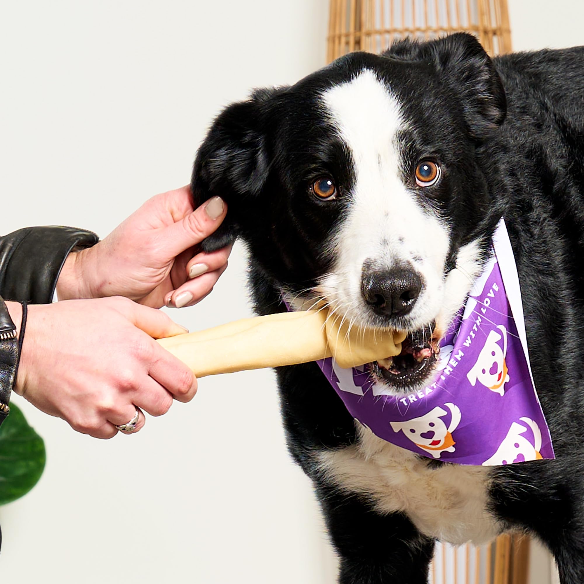 Treatly USA Beefhide Bones 9-10 Dog Chew Treats - Natural Flavor, 1 Count/1 Pack