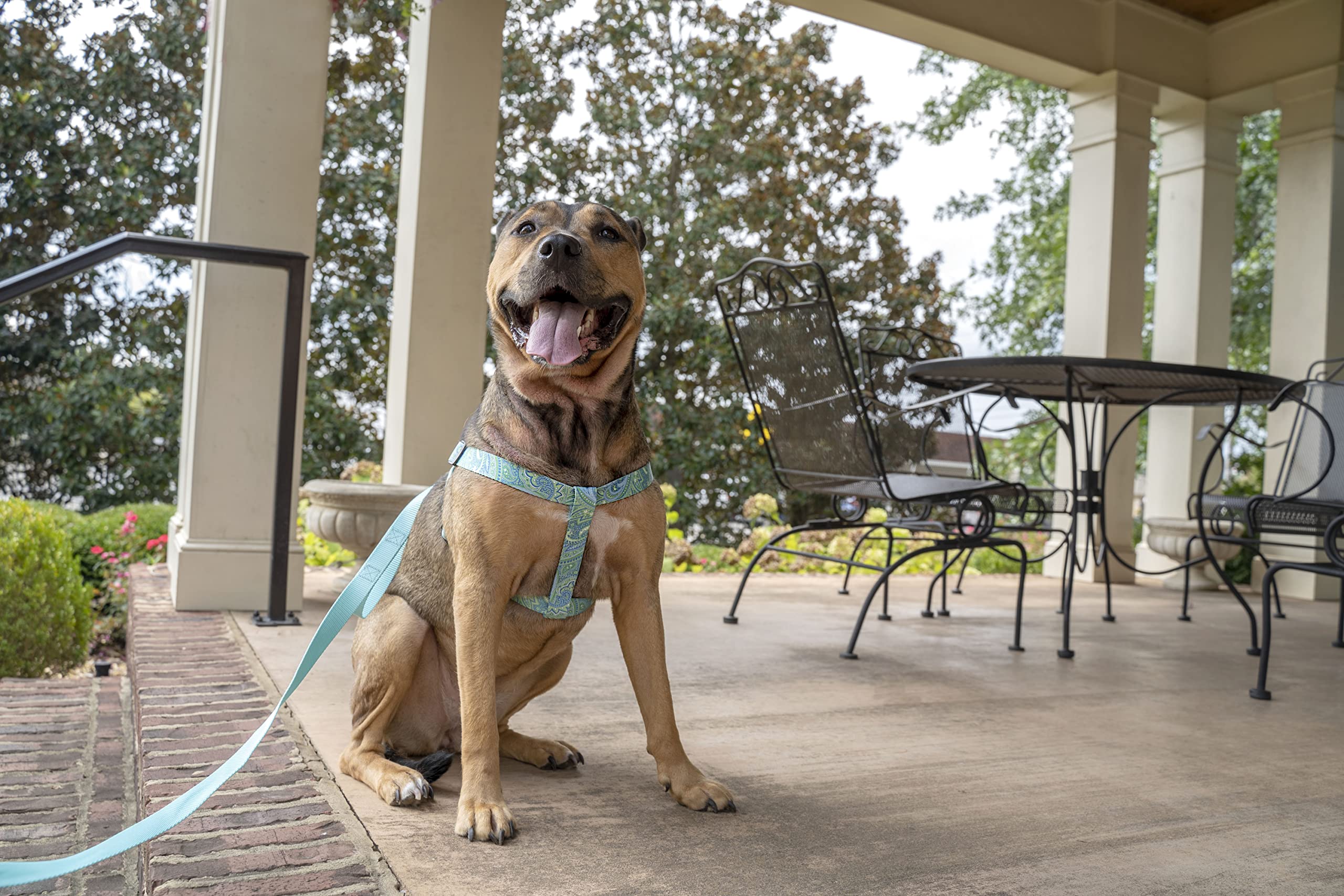 Country Brook Petz - Green Paisley Step-In Dog Harness - Paisley Collection Featuring Classy Designs (5/8 Inch, Small)