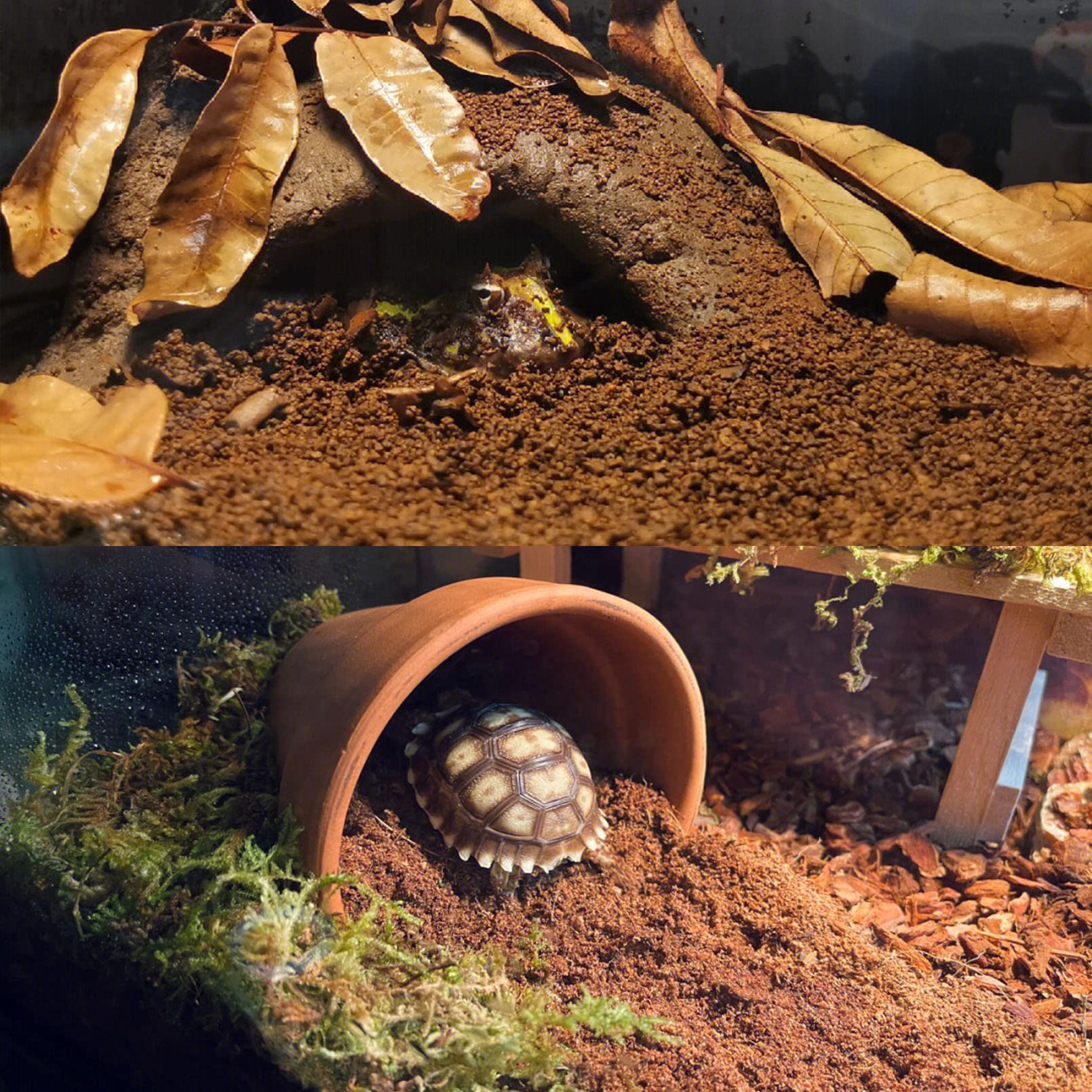 Bnosdm Reptile Soil Substrate Fluffy Small-Strand Reptile Substrate And Snake Bedding Clean Natural Terrarium Bedding For Lizard