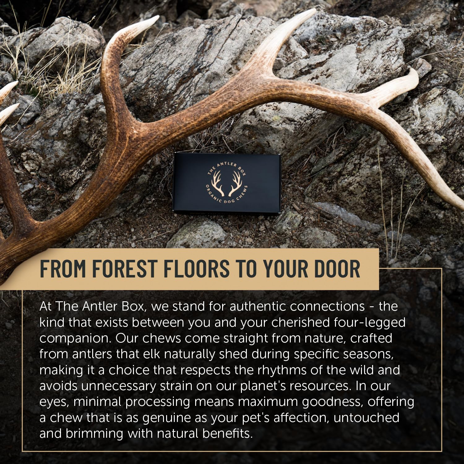 The Antler Box Premium Elk Antler Dog Chews (1 Pound Box) (X-Large (2 Pieces) Split Only)