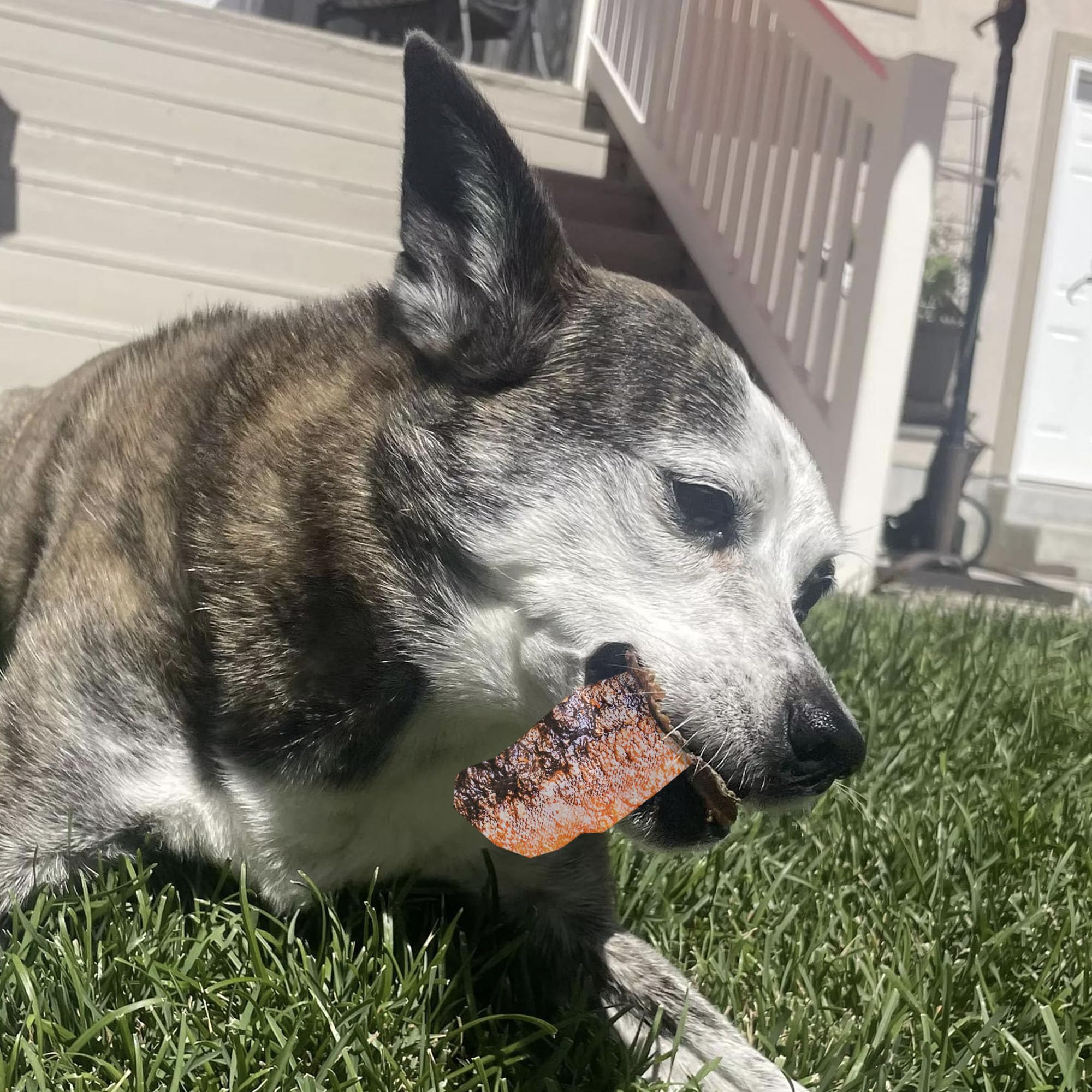 Pupford Crunchy Jerky Treats for Dogs & Puppies, Made in USA, Single Ingredient, No Fillers (Salmon, 8 oz)