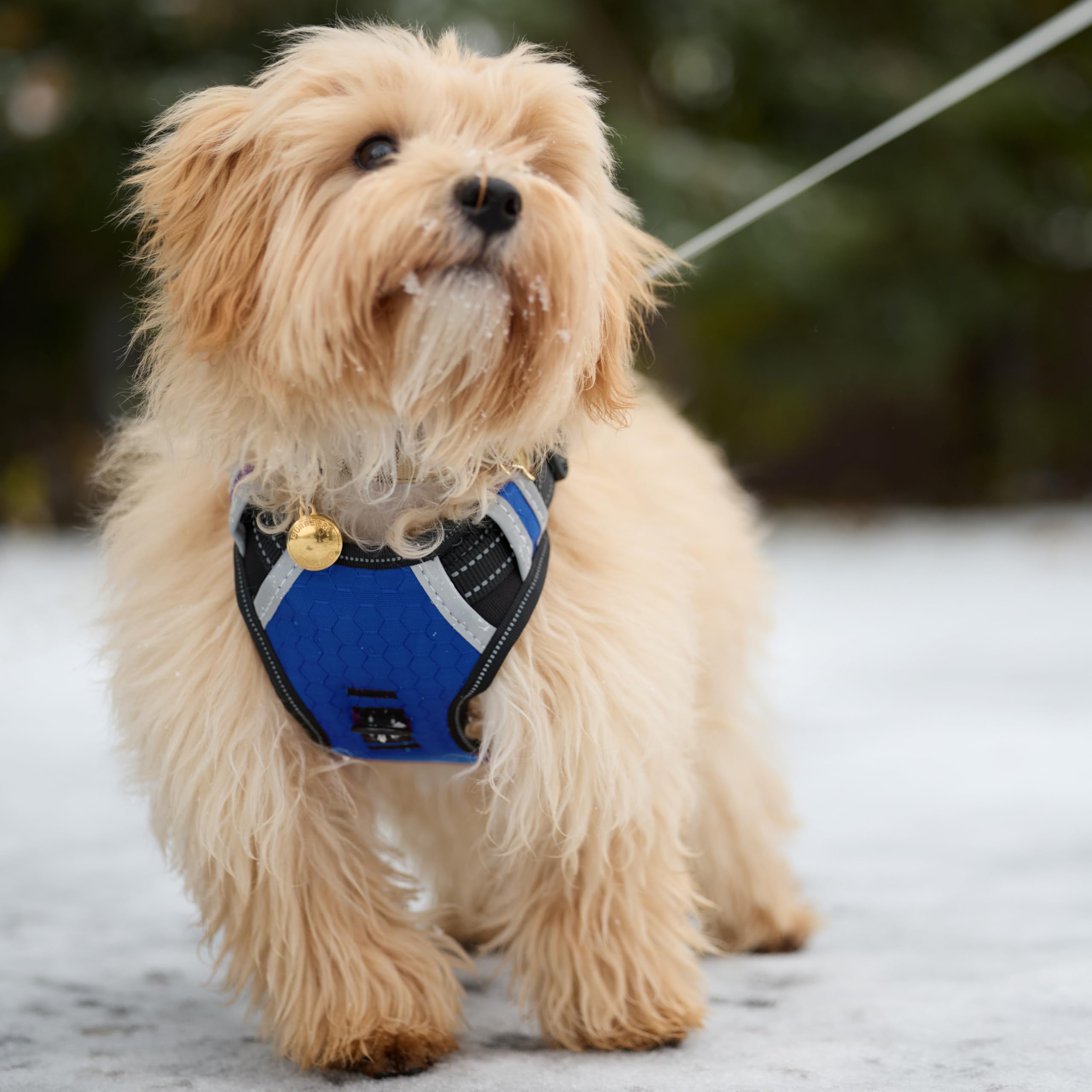 Espawda Padded Comfort Harness With No Pull Design For Small Dogs, Medium Dogs And Big Dogs (Large, Capri Blue)