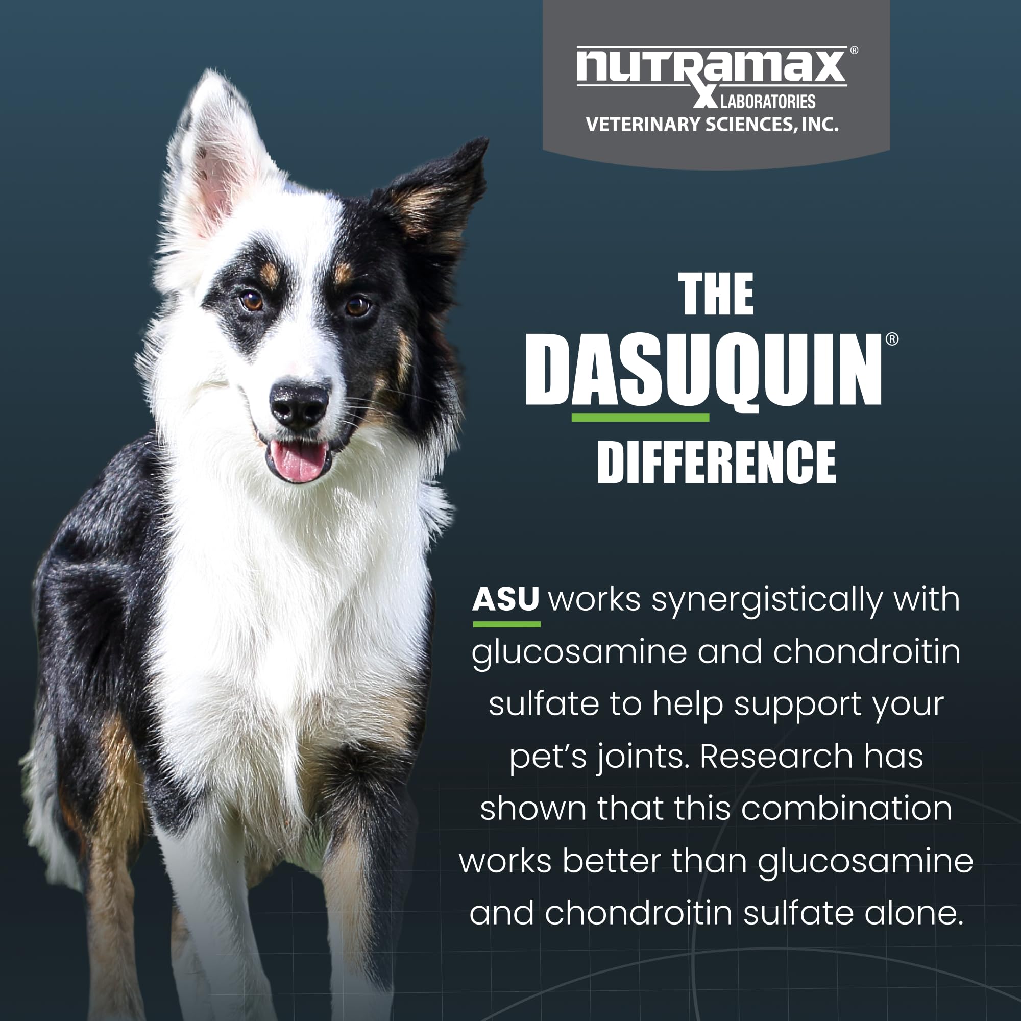 Nutramax Dasuquin for Small to Medium Dogs, Joint Health Supplement, Contains Glucosamine for Dogs, Plus Chondroitin, ASU, MSM a