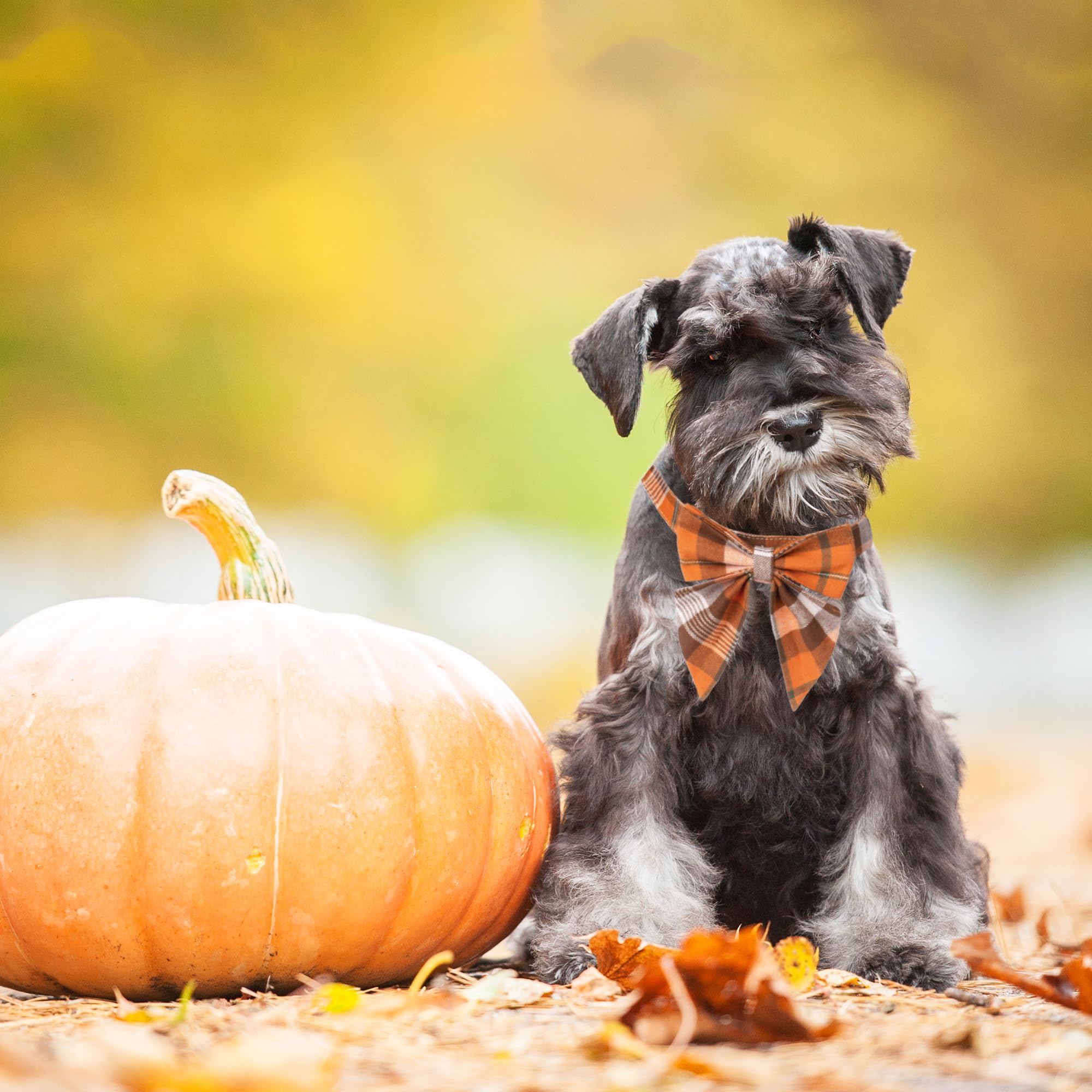 Adoggygo Fall Dog Collar With Bow, Halloween Thanksgiving Dog Bowtie Collar, Adjustable Cotton Orange Bowtie Dog Fall Collars For Small Dogs Pets (Small, Fall)