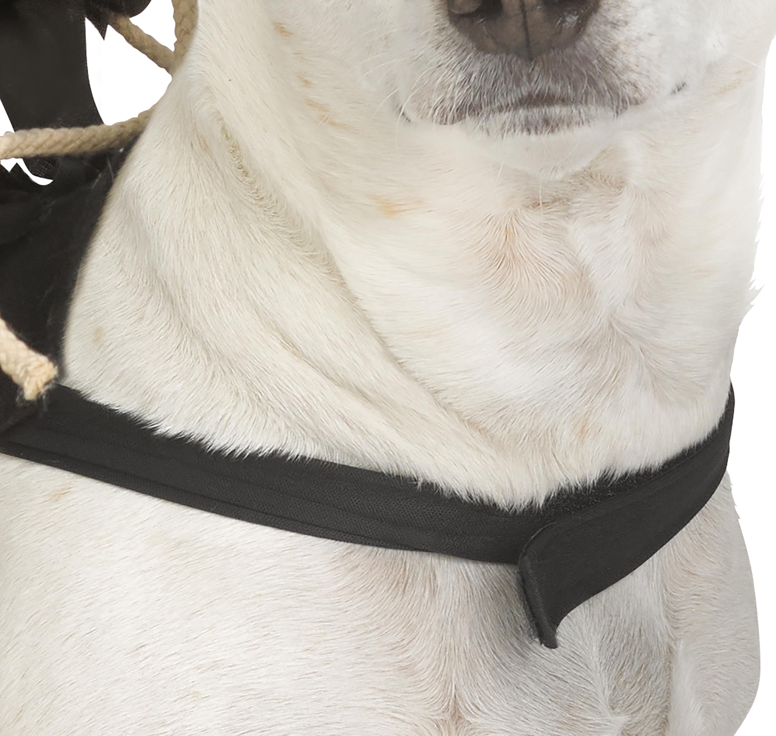 Ghost Face Rider Vest Pet Costume | L/Xl