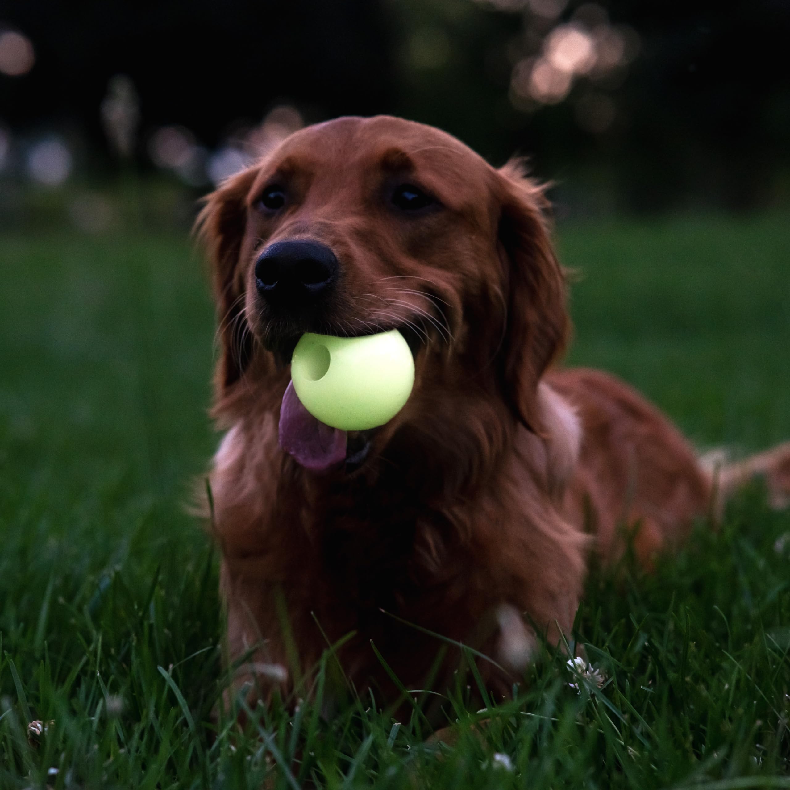 Harry Barker Rubber Balls And Rubber Chew Stick, Rubber Bone For Dogs - 2.5'' Glow Balls