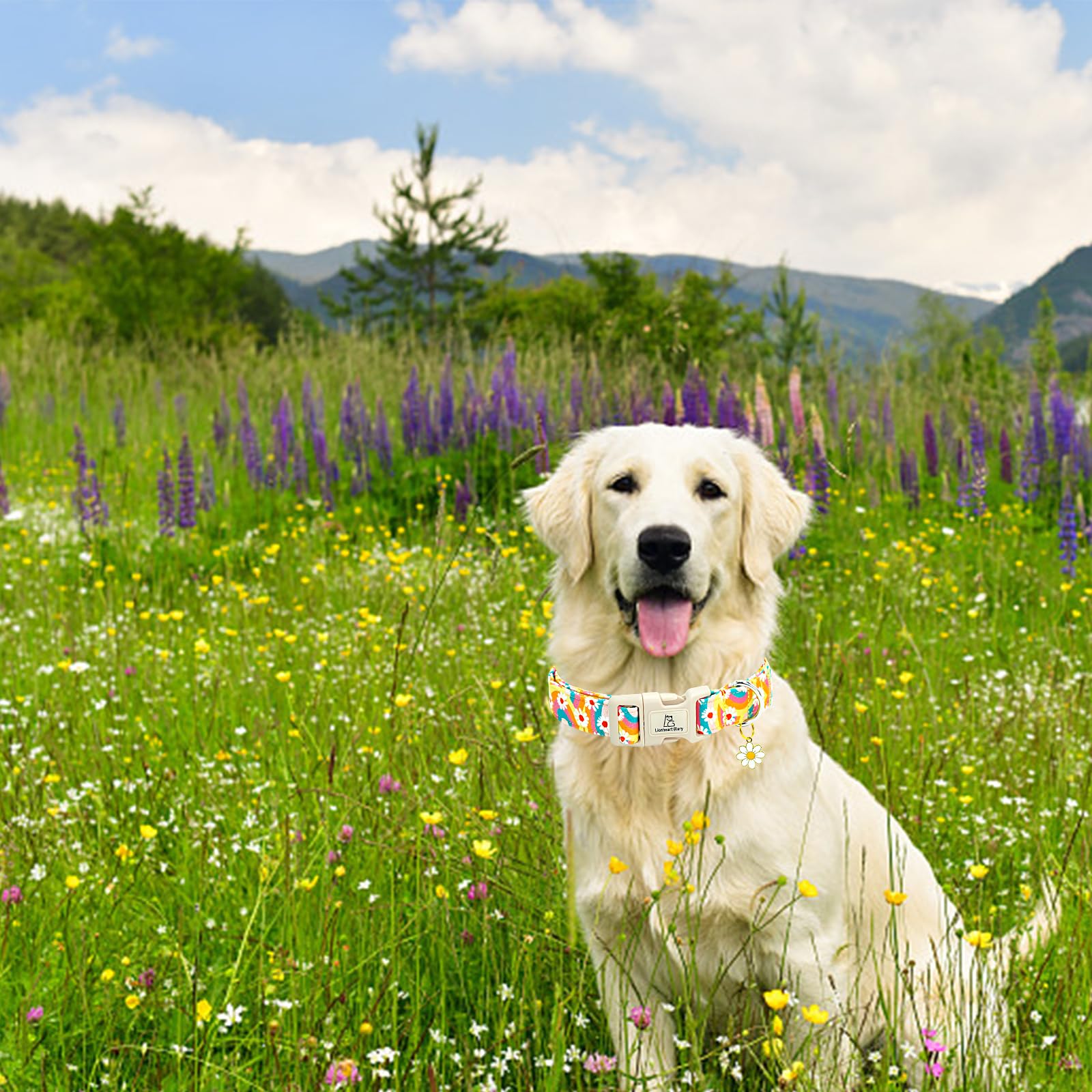 Lionheart Glory Dog Collar-Sunflower Pattern Dog Collar Cute Colorful Dog Collars Heavy Duty Adjustable Collars For Medium Dogs