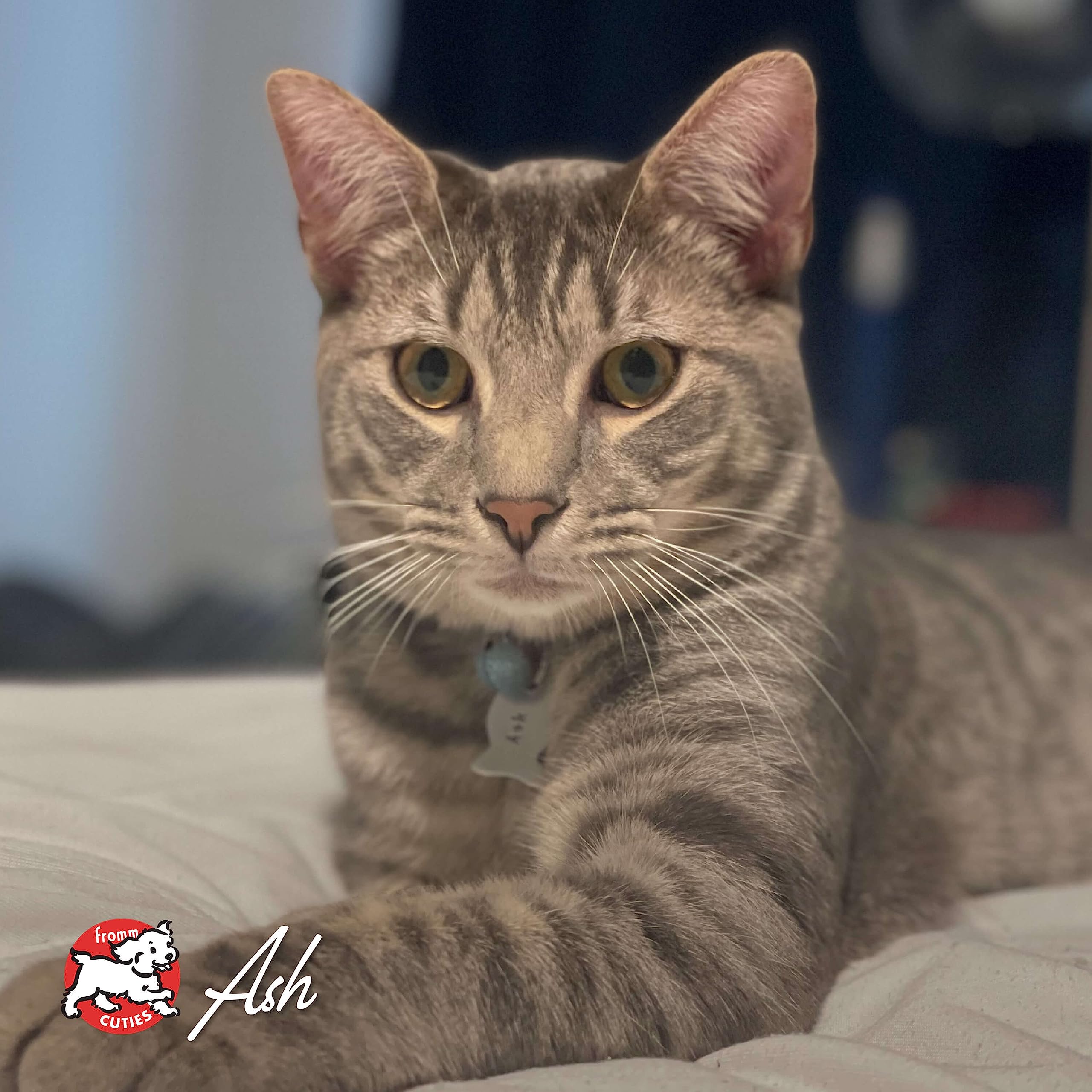 Fromm Four-Star Nutritionals Salmon A La Veg Cat Food - Premium Dry Cat Food - Salmon Recipe - 10 lb
