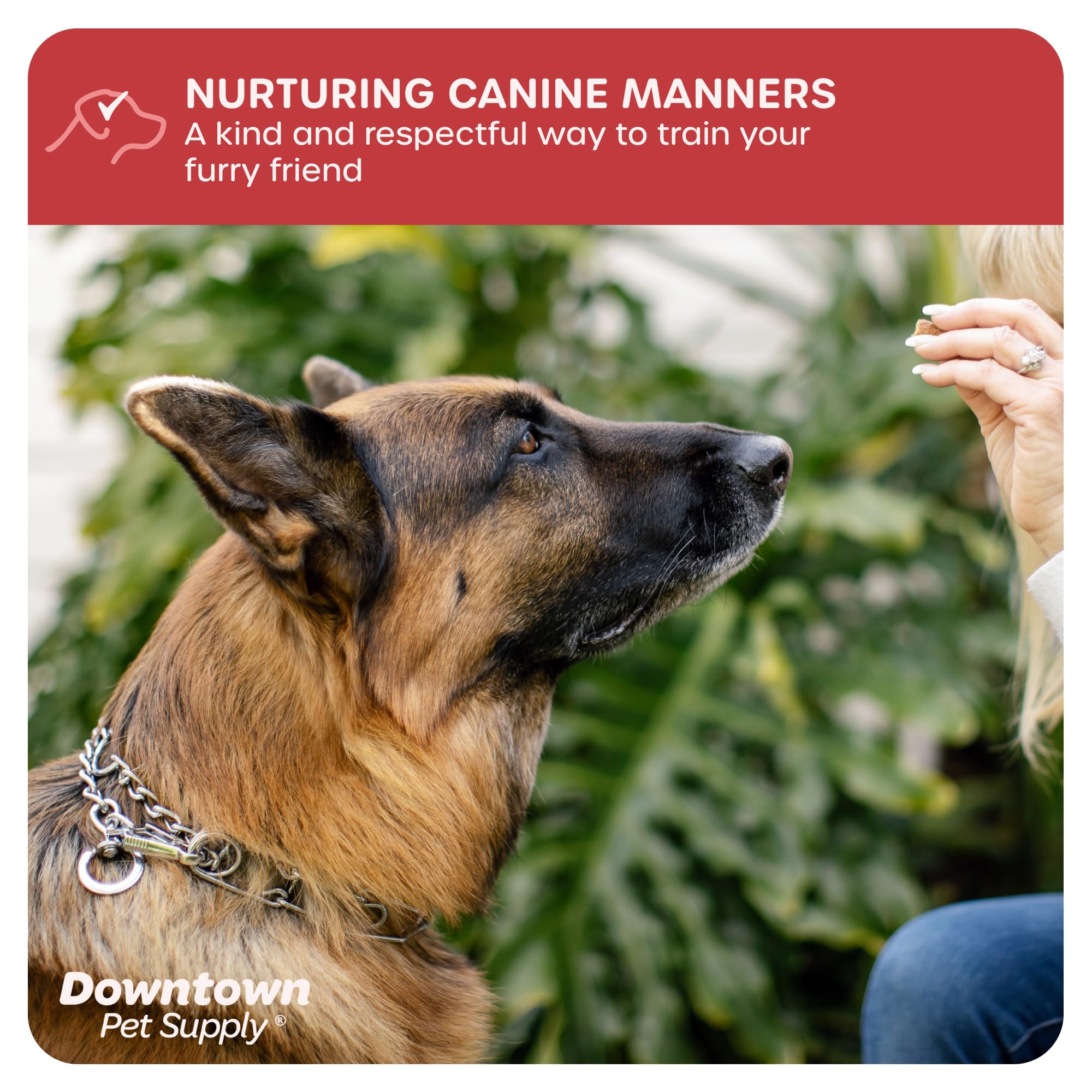 Downtown Pet Supply Chrome Plated Prong Collar For Dogs, Medium - Adjustable, No-Choke And No Pull Dog Collar With Removable Links - Pinch Collar For Dogs 20-40 Lbs And 20' Neck Width