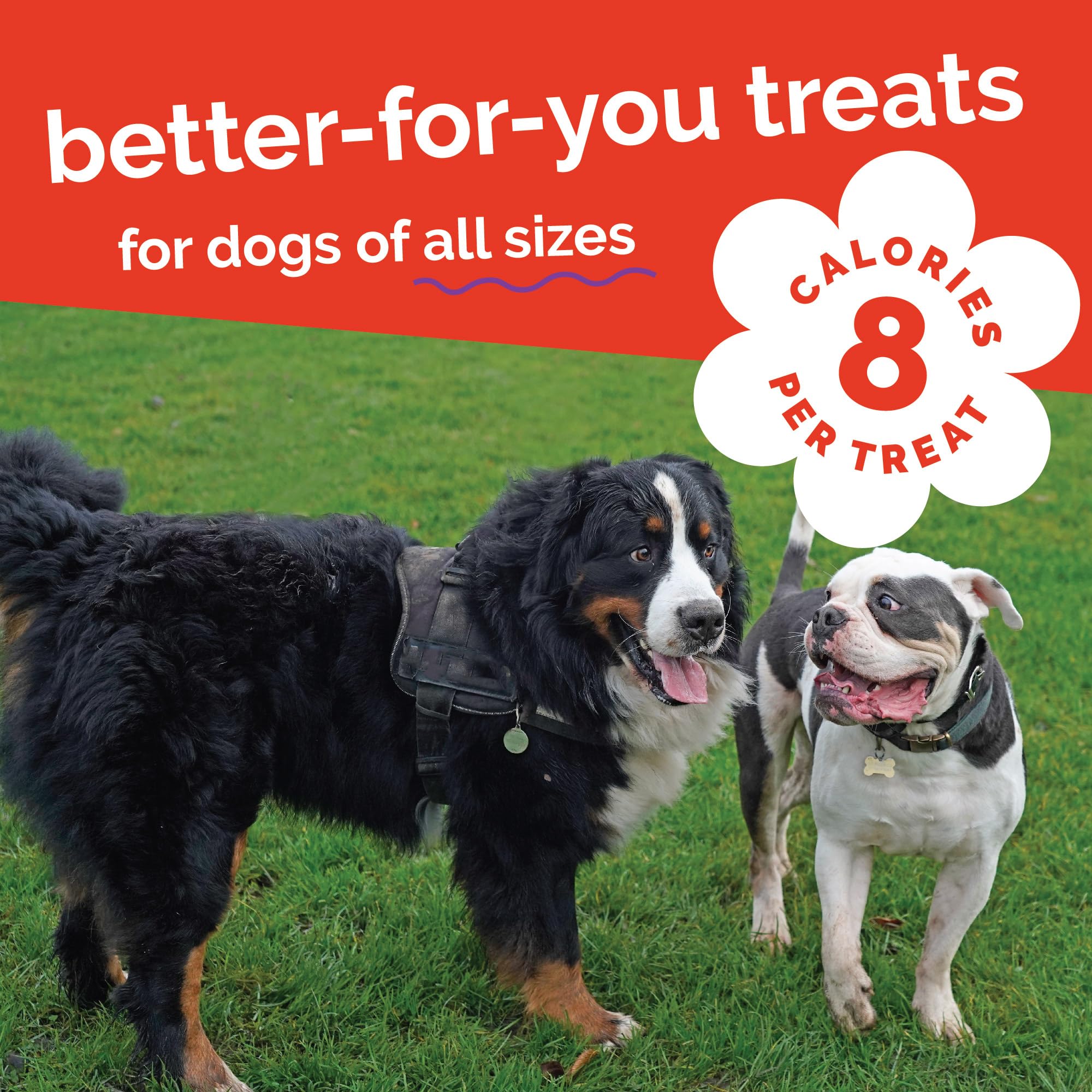 Fruitables Baked Dog Treats, Healthy Pumpkin Treat for Dogs, Low Calorie & Delicious, Free of Wheat, Corn and Soy, Made in The U