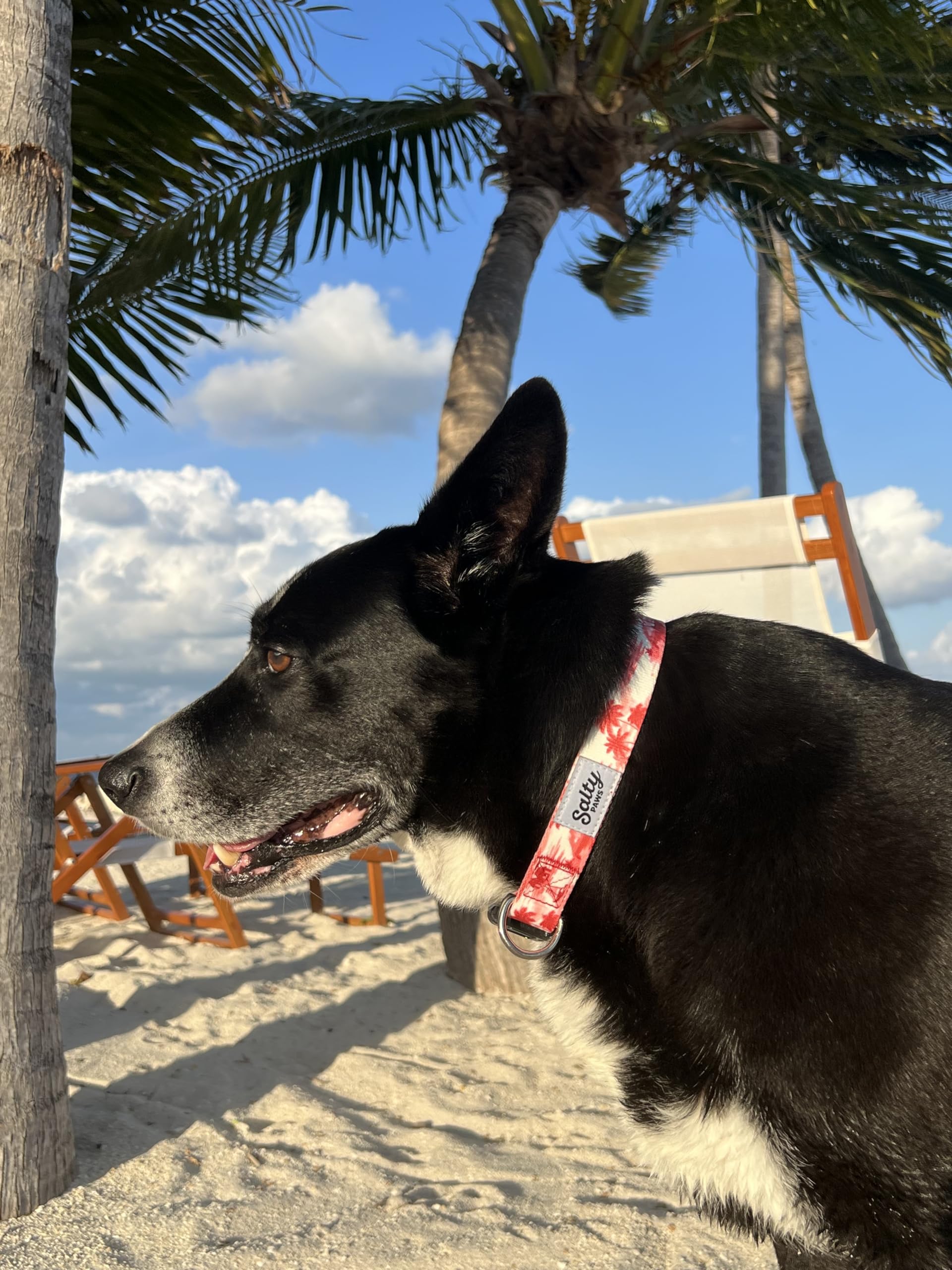 Shaka'S Salty Paws Boy & Girl Dog Collar Small Medium Large (Medium Dog Collar Adj. 14-20 For Dogs 25-50 Lbs, Doggie Day Dream