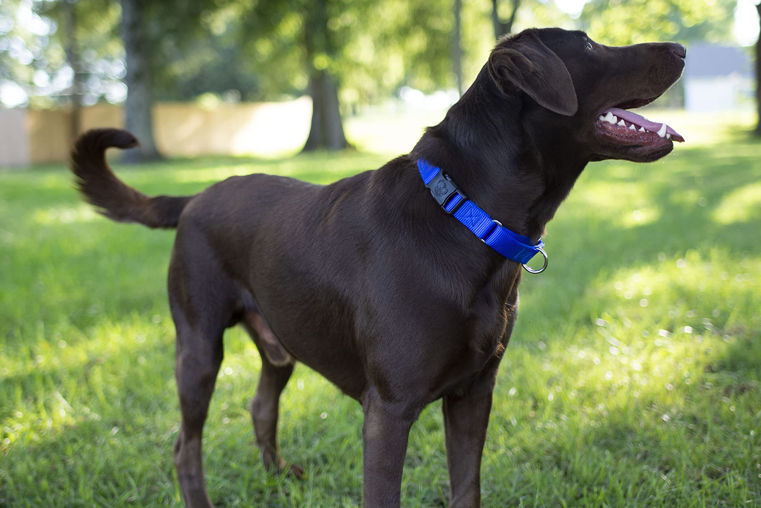 Country Brook Petz - Made In The Usa - Durable Nylon Martingale With Deluxe Buckle - 30+ Vibrant Color Options (Bright Royal Blue, 3/4 Inch, Small)