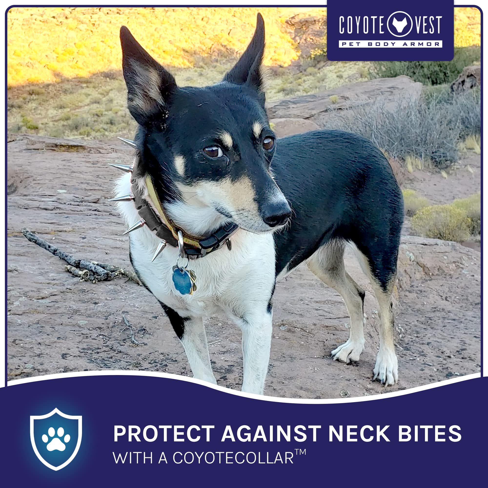 Coyotecollar Spiked Dog Collar - Medium Black Spike Collar, Adjustable, Studded, Protection Against Coyotes And Aggressive Dogs