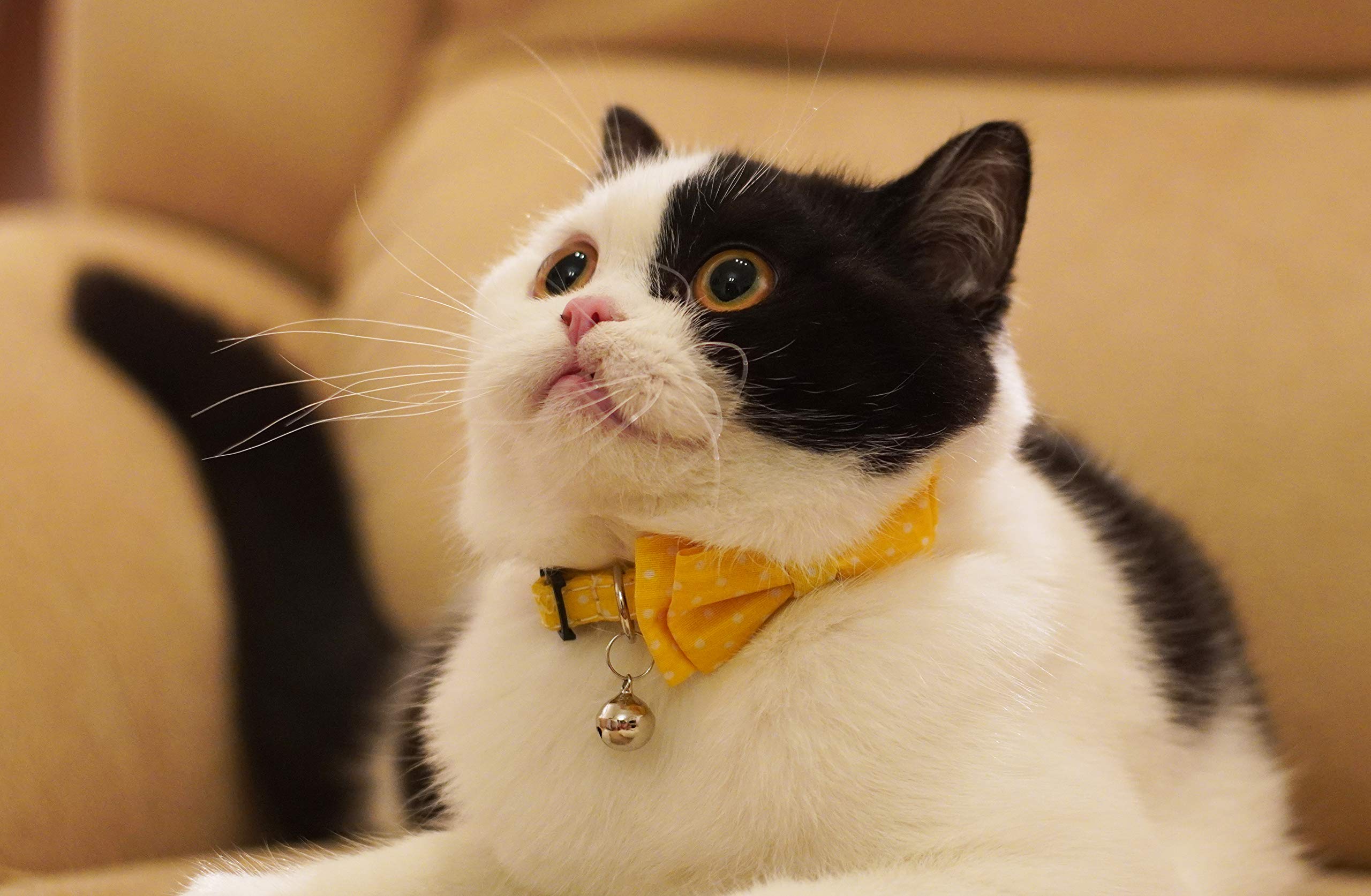 Gyapet Cat Collar Yellow With Bowtie Bell Safety Breakaway Kitten 7-11In Dot Colorful Adjustable Dot-Yellow