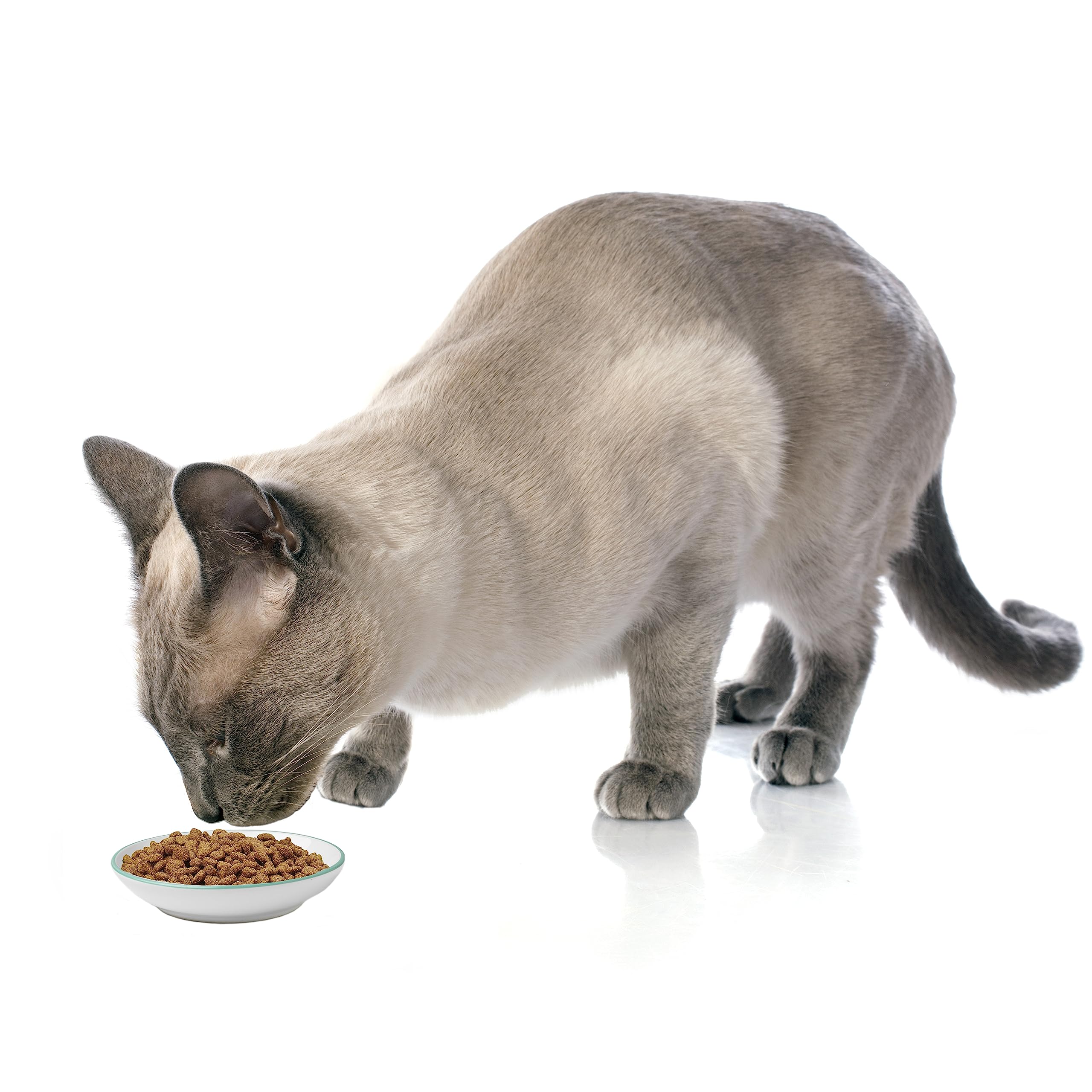 Petrageous 13056 Bubble Fish Dishwasher Safe Stoneware Cat Or Dog Saucer 5-Inch Diameter 1-Inch Tall 2.5-Ounce Capacity For Small Dogs And Cats, Blue And White