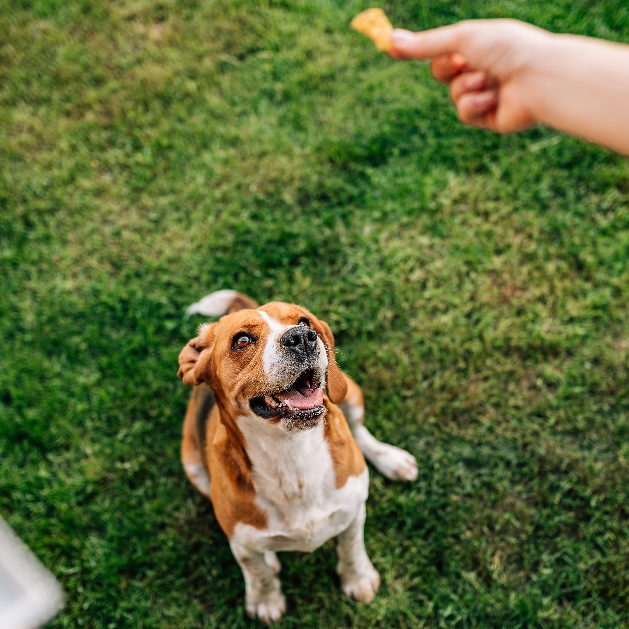 Exclusively Dog Cookies Best Buddy Bones Peanut Butter Flavor Training Treats, Natural and Made in The USA, 5.5 oz
