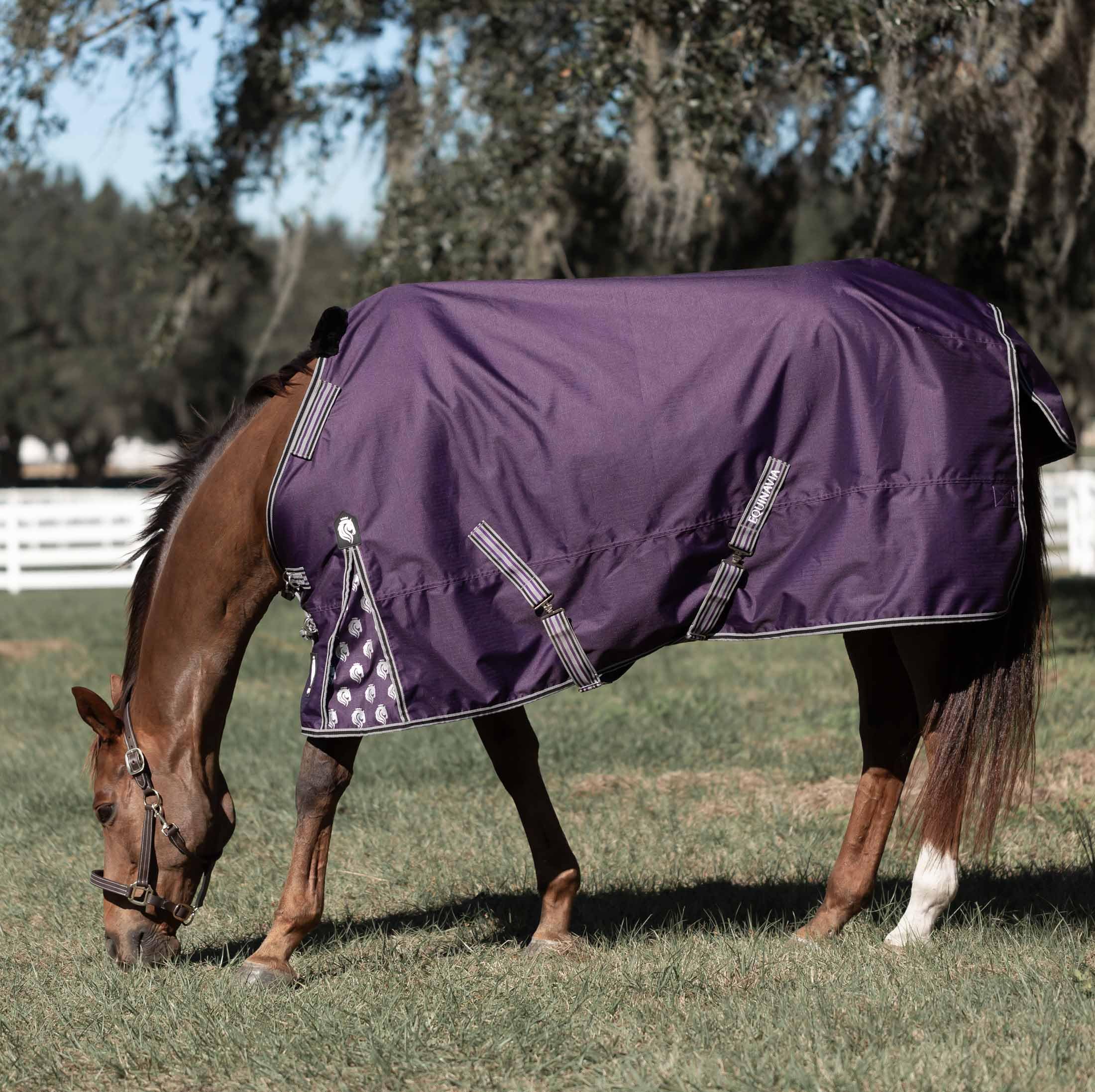 Equinavia Norse 200G Medium Weight Horse Blanket | Waterproof Winter Turnout - Black - 66 In - Grape Purple - 72 In