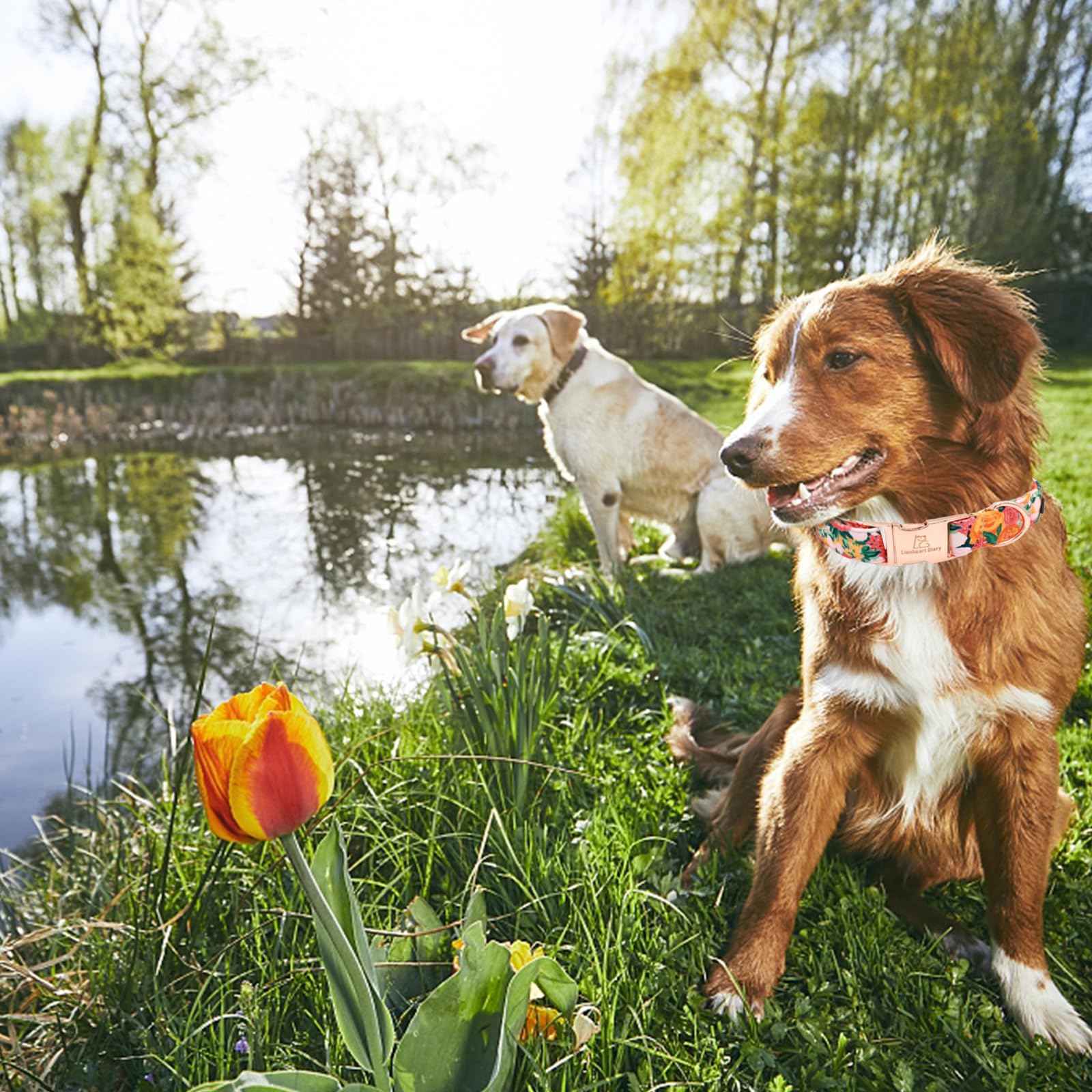 Lionheart Glory Premium Floral Dog Collars Spring Dog Collar, Adjustable Heavy Duty Girl Collar For Xlarge Dogs