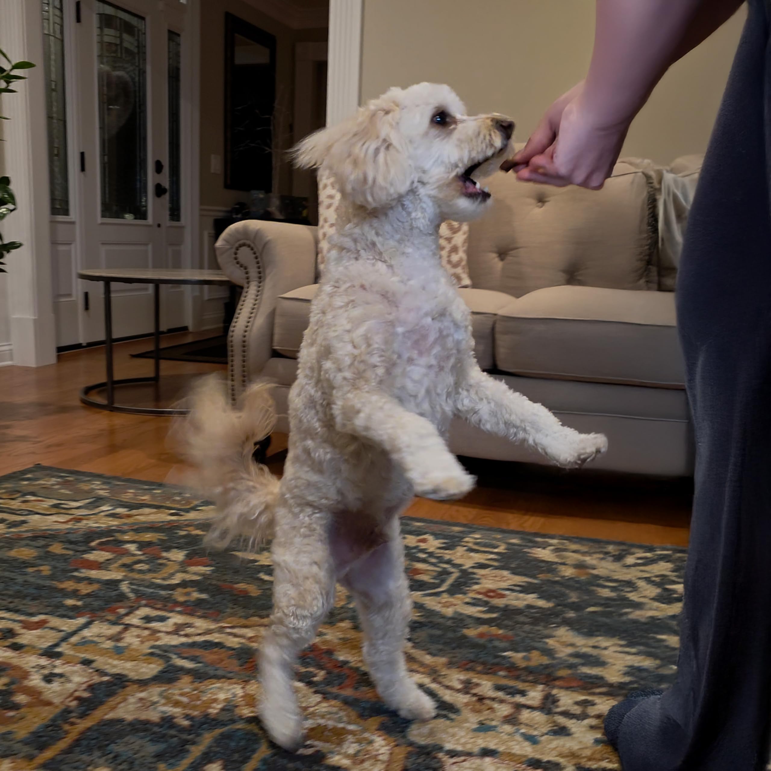 Exclusively Dog Chewy Training Treats Savory Chicken Flavor Grain Free Gluten Free, 100% sourced and Made in The USA, 6 oz.