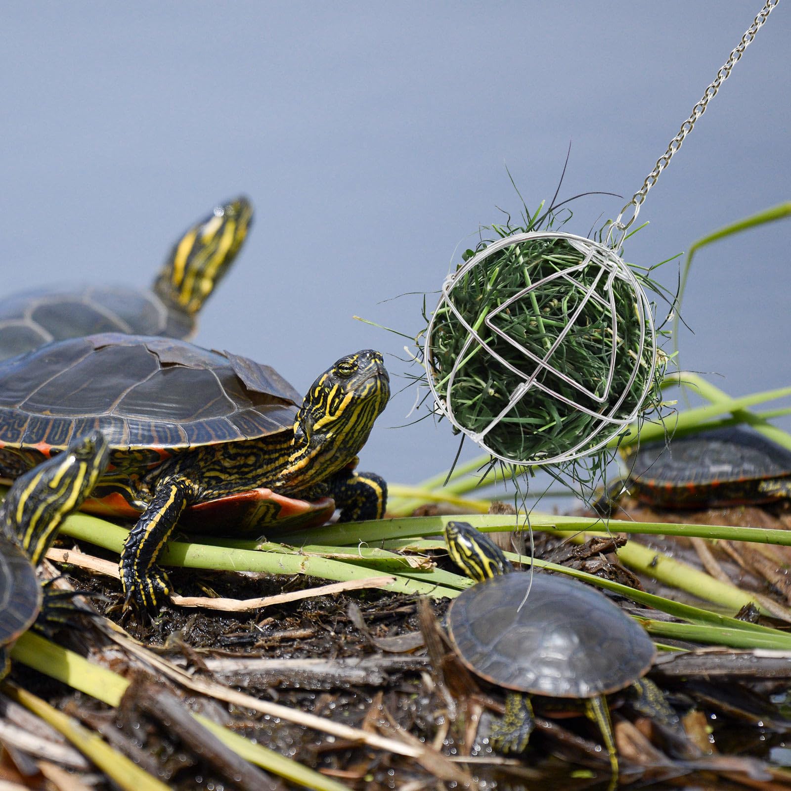 4.7 Inch Tortoise Treat Ball Toy, Hanging Turtle Stainless Steel Hay Feeder Ball, Small Animal Grass Fruit Vegetable Feeder Hold