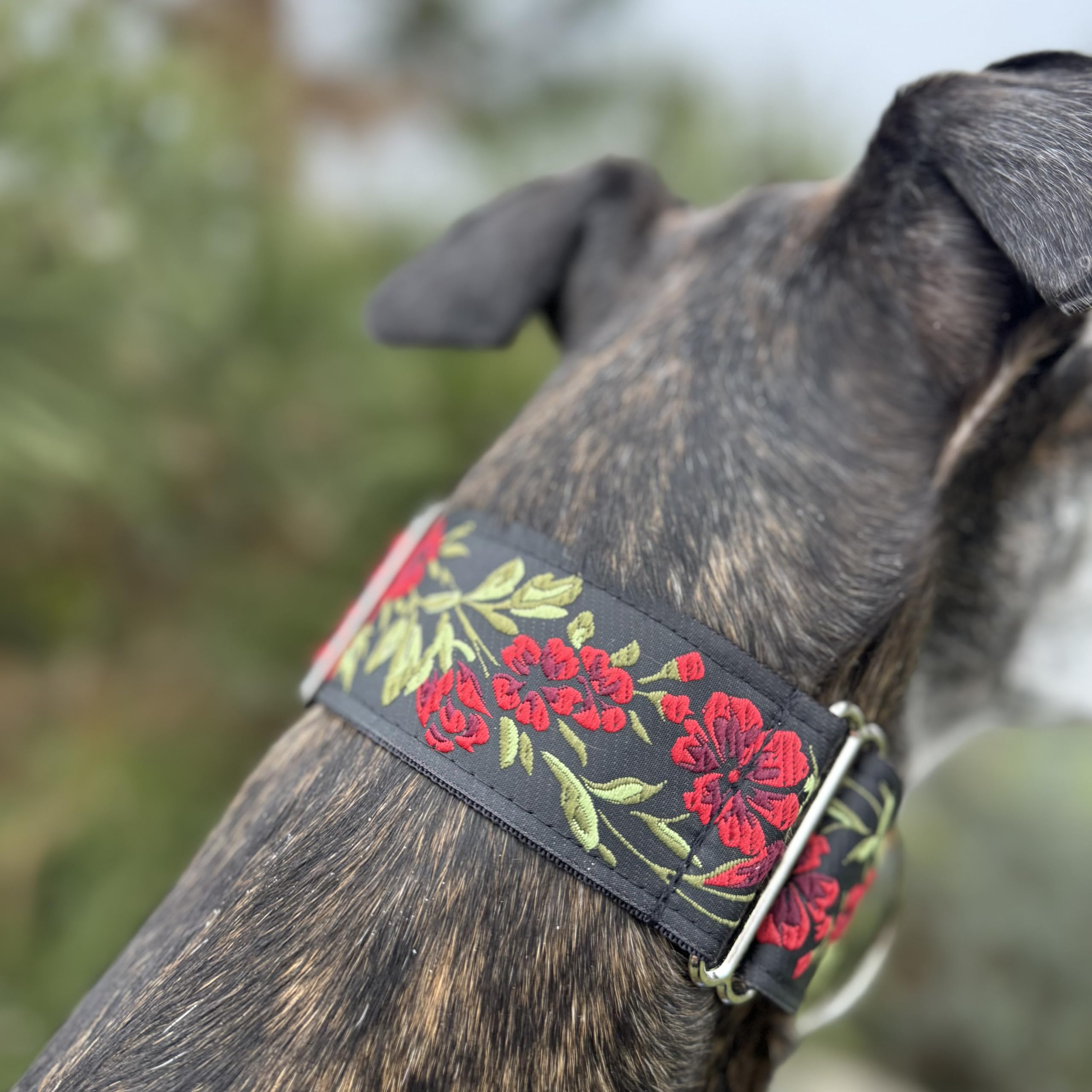 Sighthound Gang Martingale Dog Collar For Greyhound Saluki Whippet And Other Breeds With Similar Neck 2'' Wide (M 11''-14'' And Leash Set), Red, Black