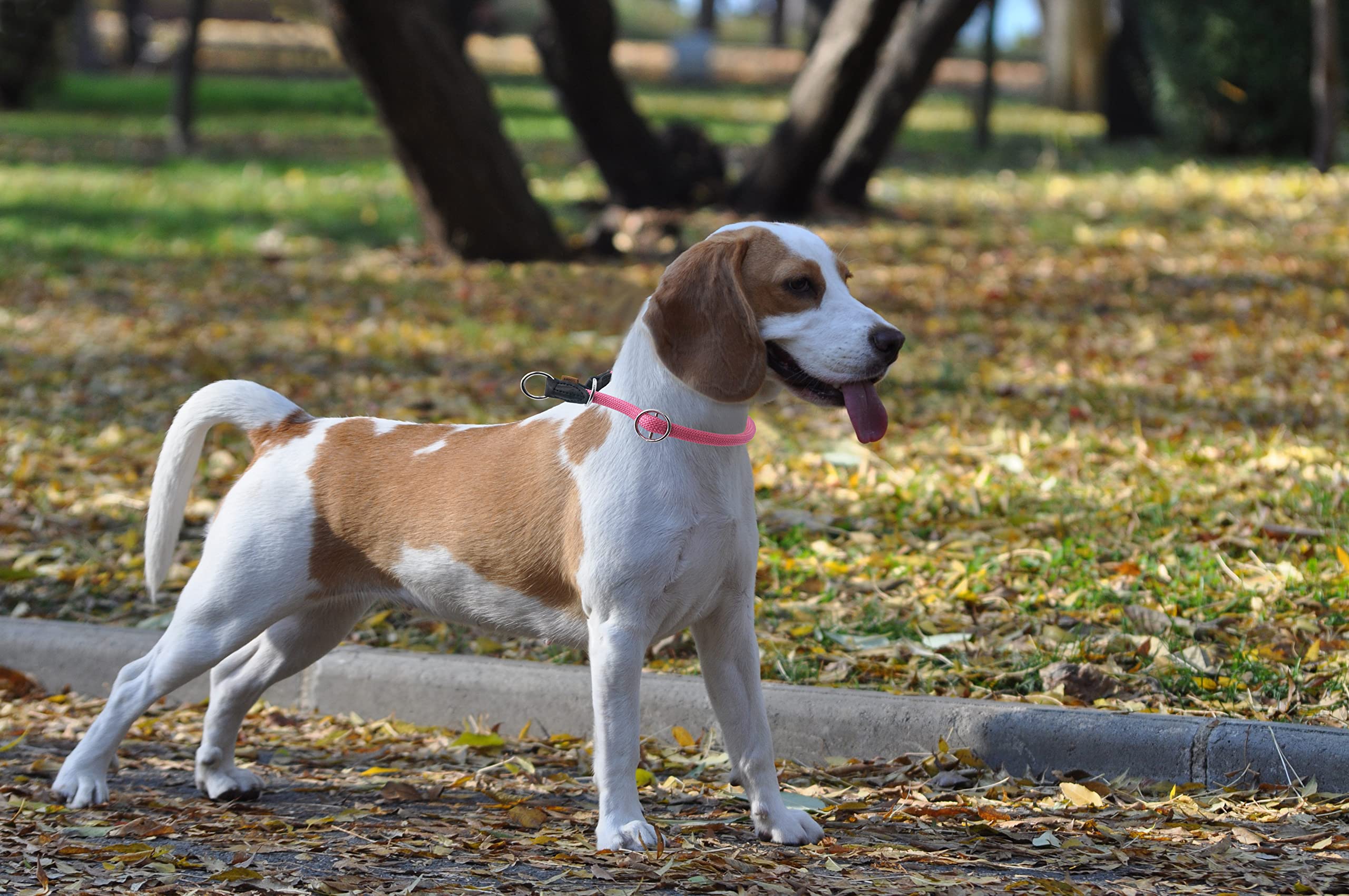 Aiminto Braided Round Martingale Dog Collar, Training Collar With Slidable Stop Ring - Ideal For Small Medium Dogs (M- (1/3'') -
