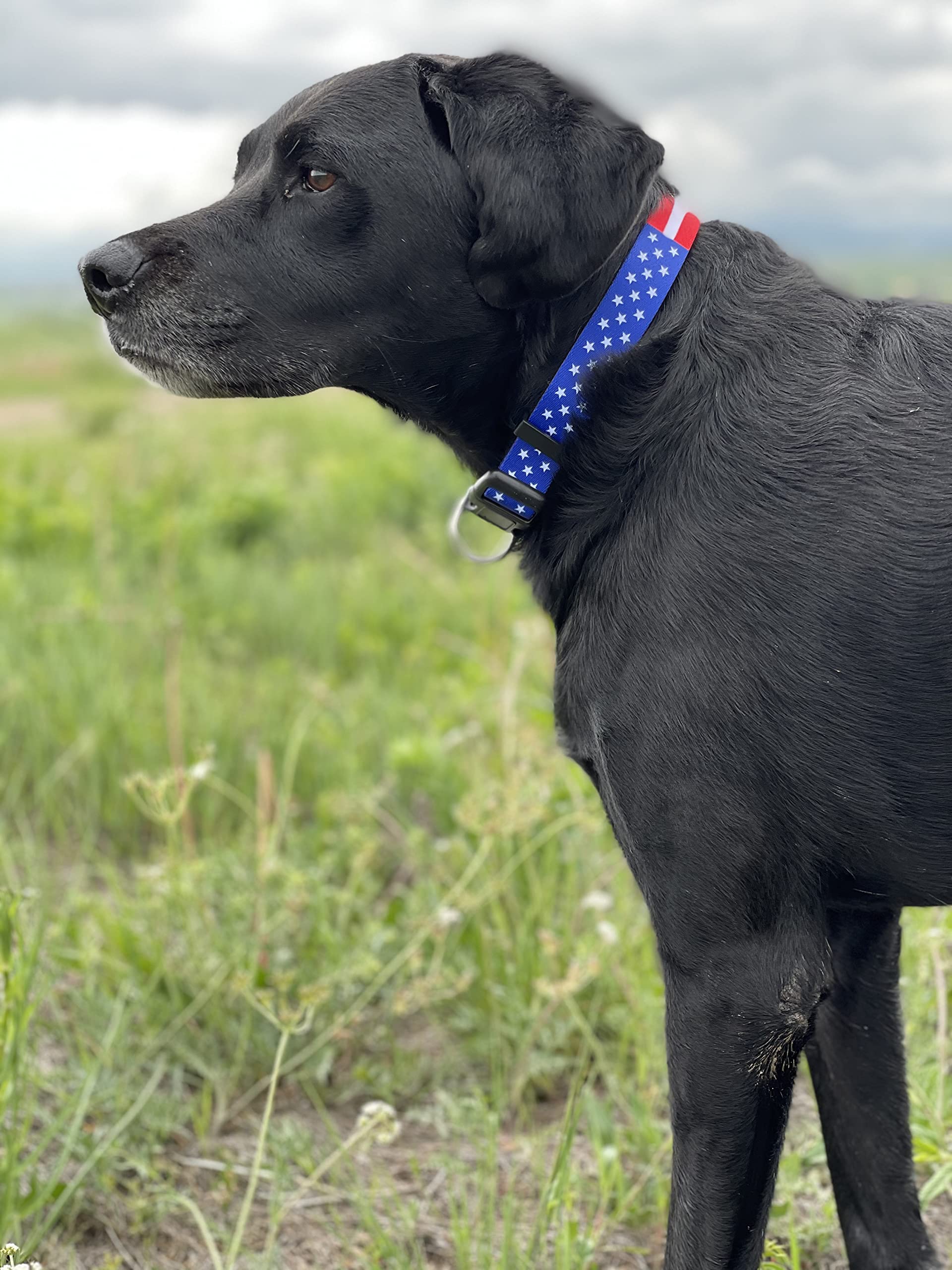 Native Pup American Flag Dog Collar (Medium, Flag I)