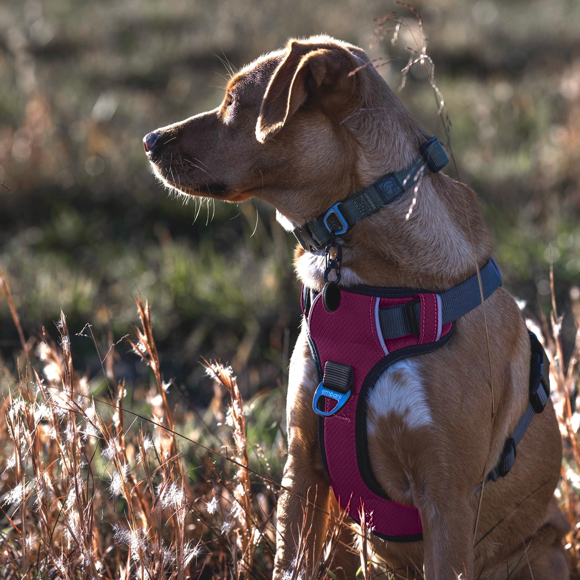 Embark Adventure Dog Harness, Reflective Trim No Pull Dog Harness For Large Dogs - Military Grade Nylon, Front Clip With Gel Lin